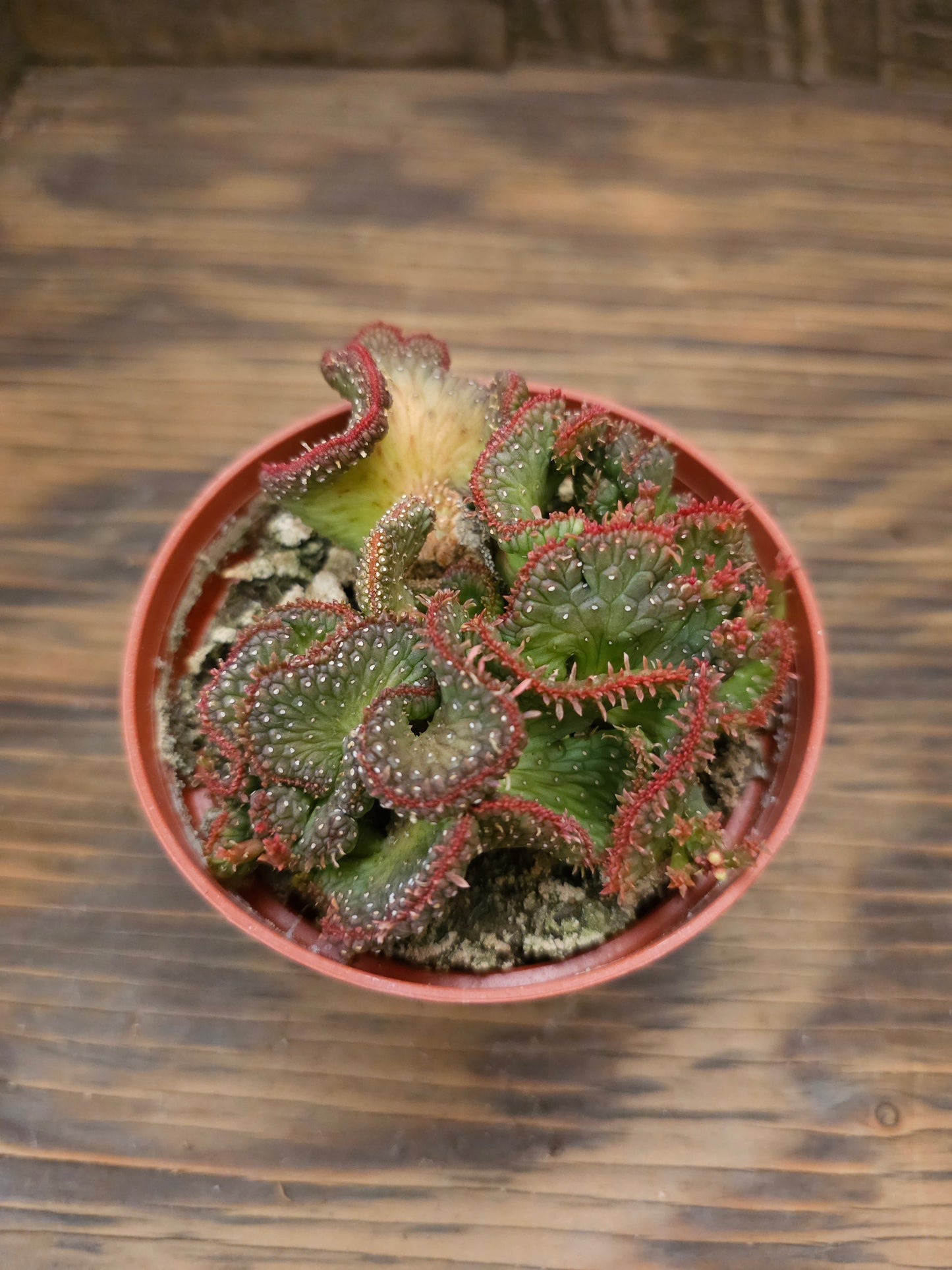 Euphorbia flanaganii f. cristata 'Variegata' – Variegated Crested Medusa's Head