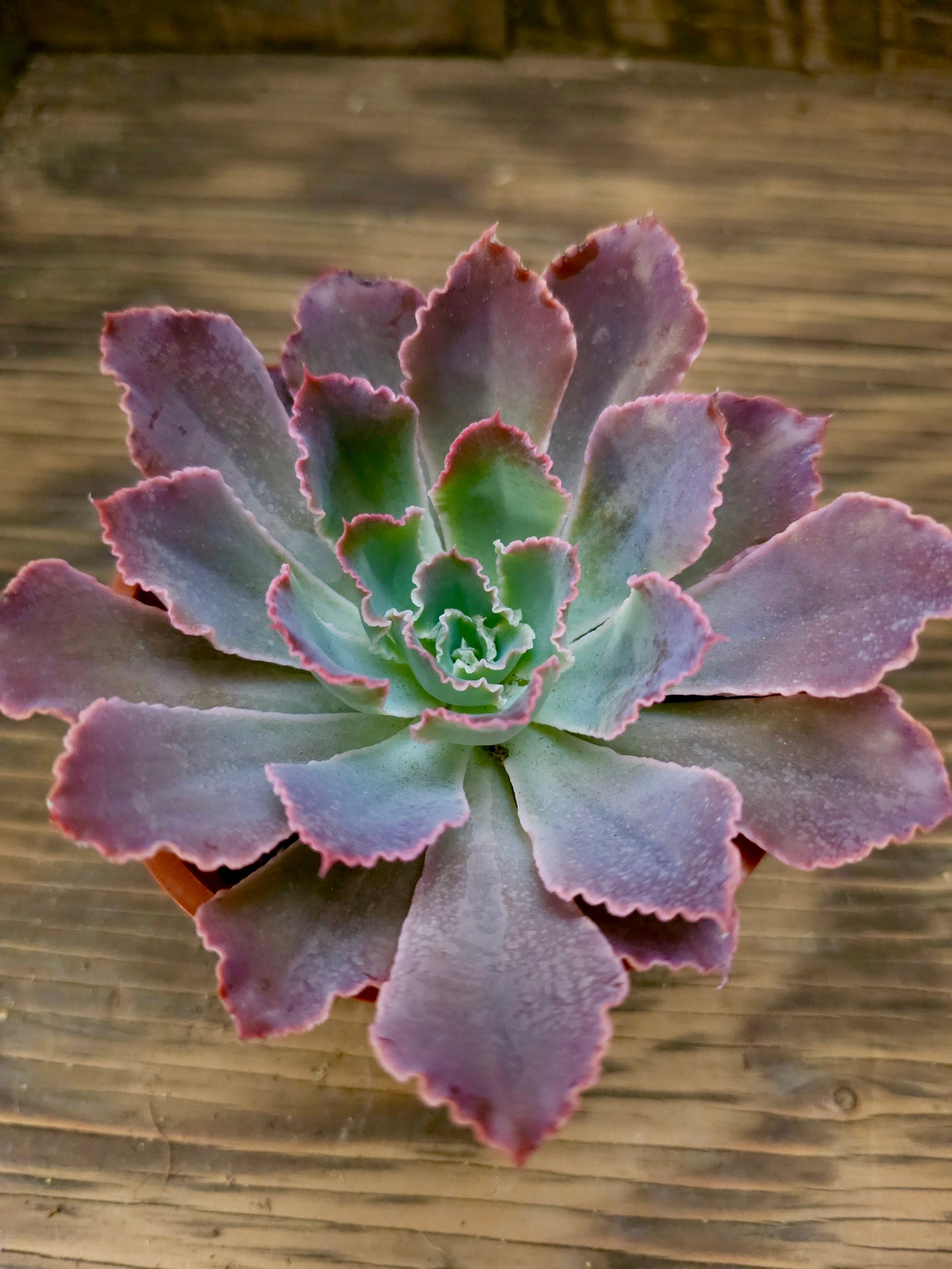 Echeveria 'Neon Breakers' – Neon Breakers Echeveria