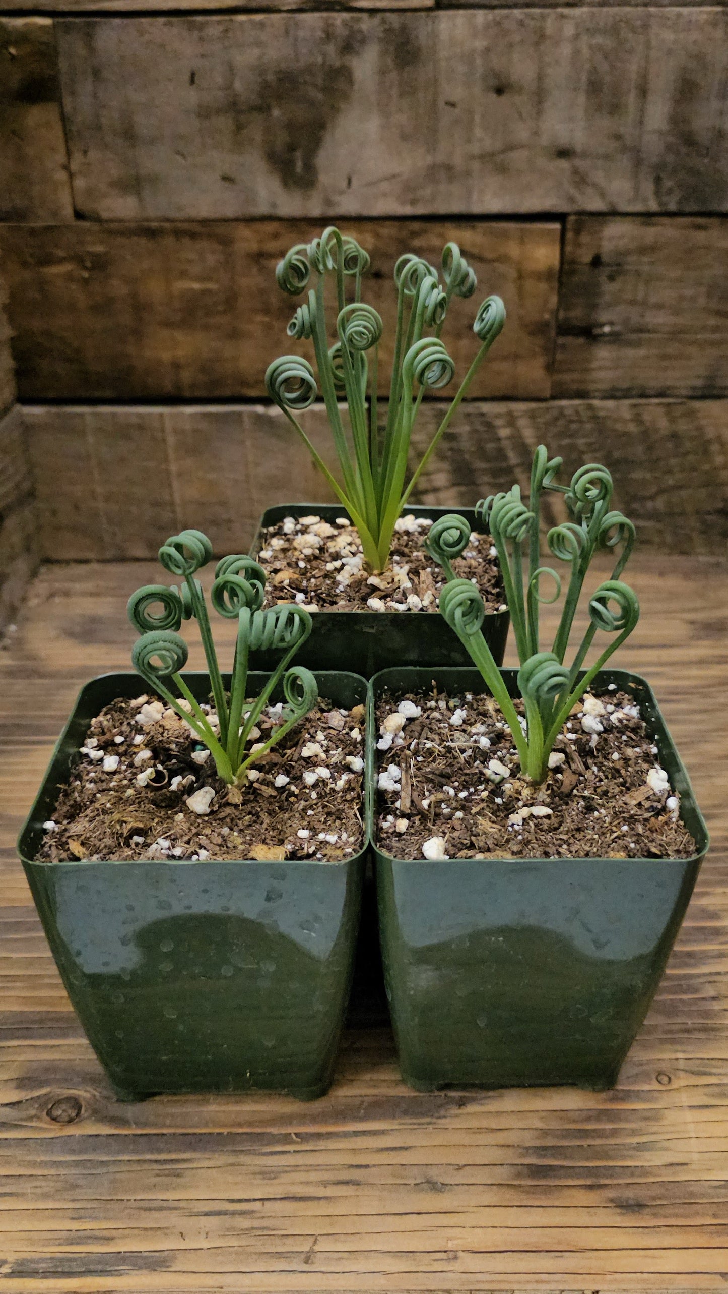 Albuca spiralis – Frizzle Sizzle