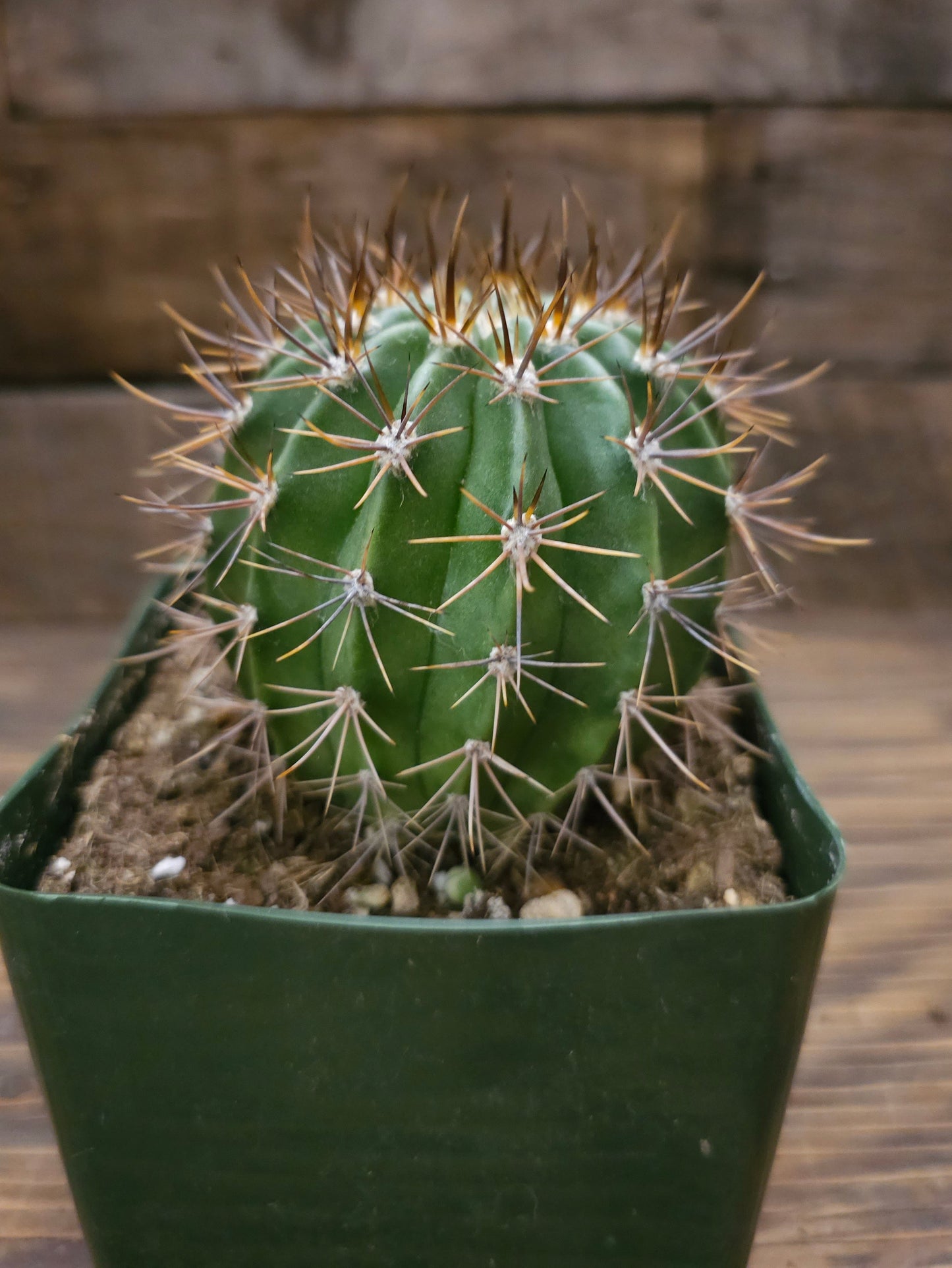 Carnegiea gigantea – Saguaro Cactus