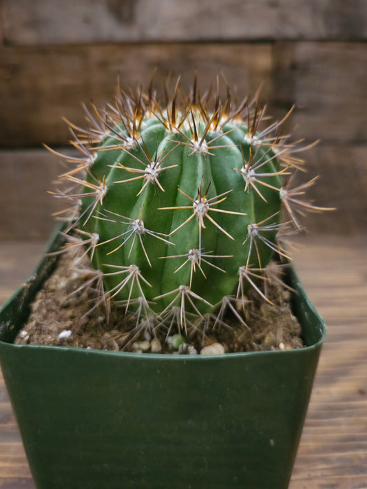 Carnegiea gigantea – Saguaro Cactus