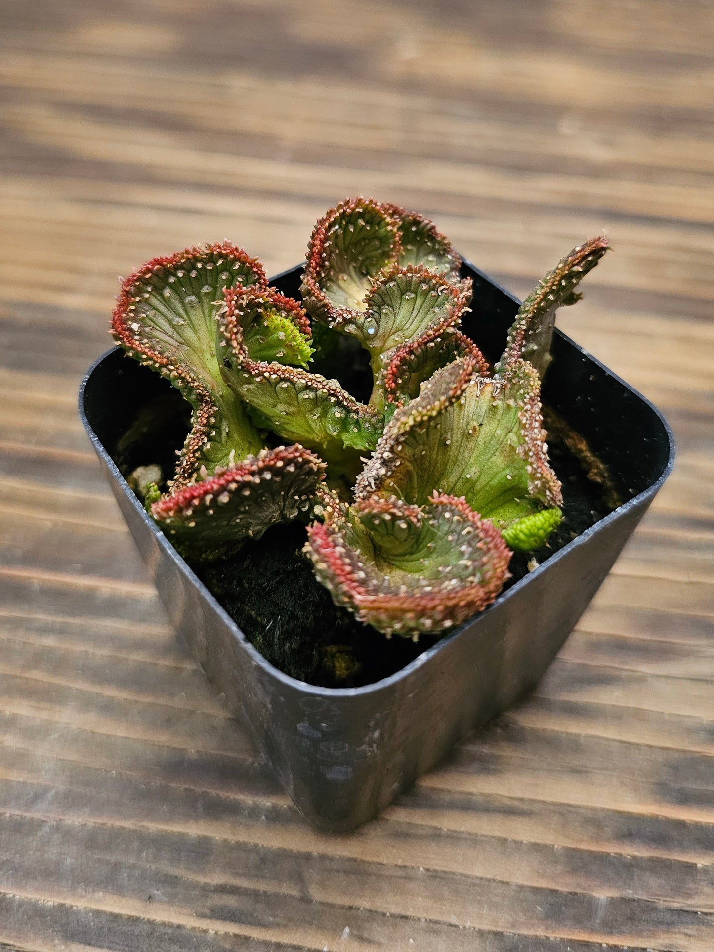 Euphorbia flanaganii f. cristata 'Variegata' – Variegated Crested Medusa's Head