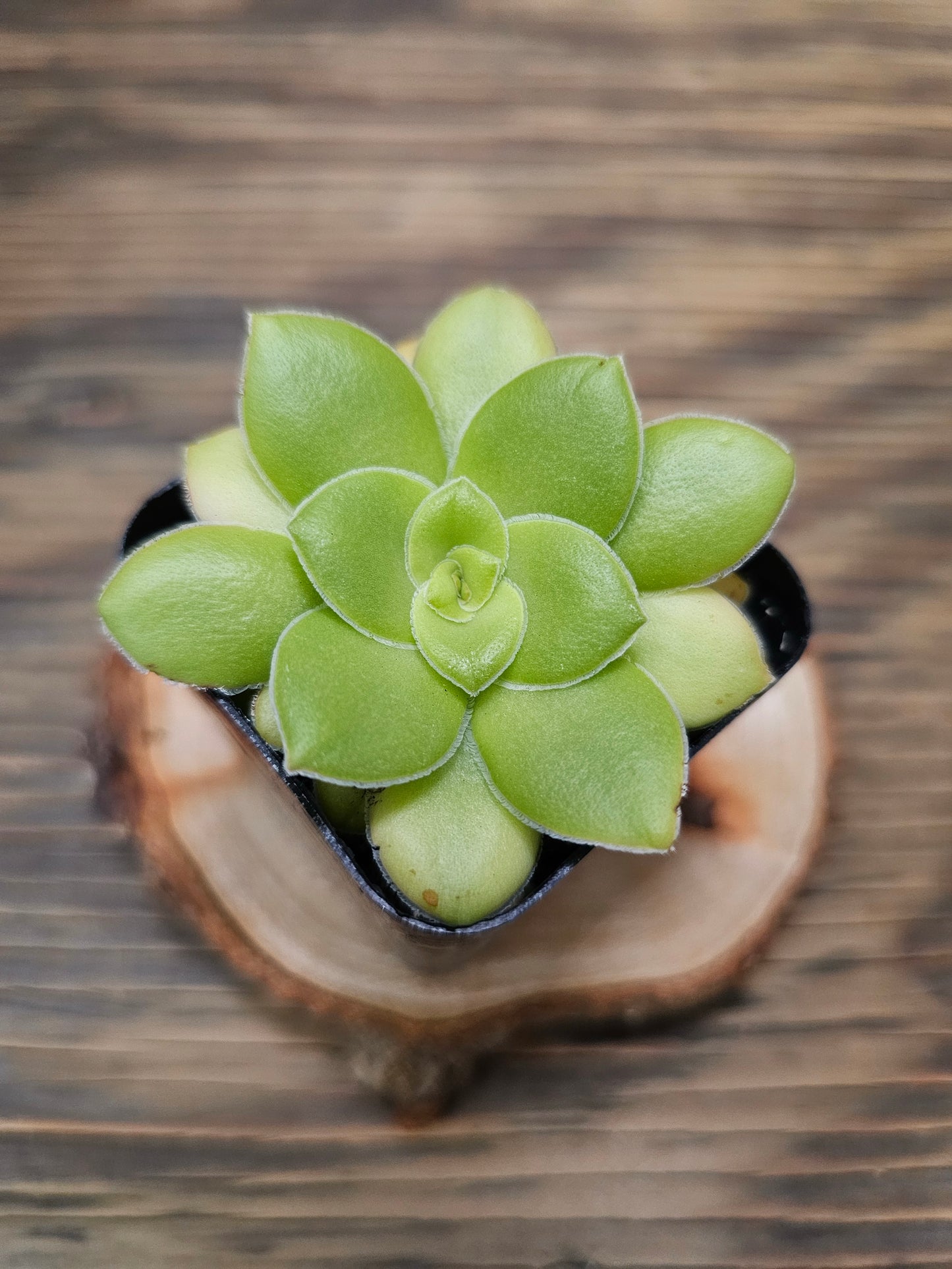 Crassula orbicularis – Round Leaf Crassula – 2in