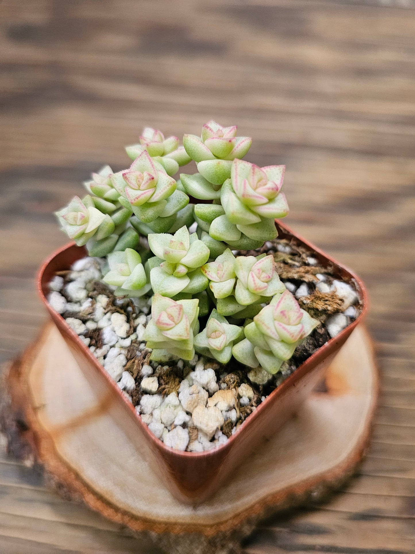 Crassula rupestris ‘Pastel’ – Variegated Tom’s Thumb – 2in