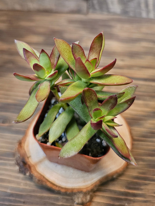 Crassula rubricaulis ‘Burgundy’ – Crassula Burgundy – 2in