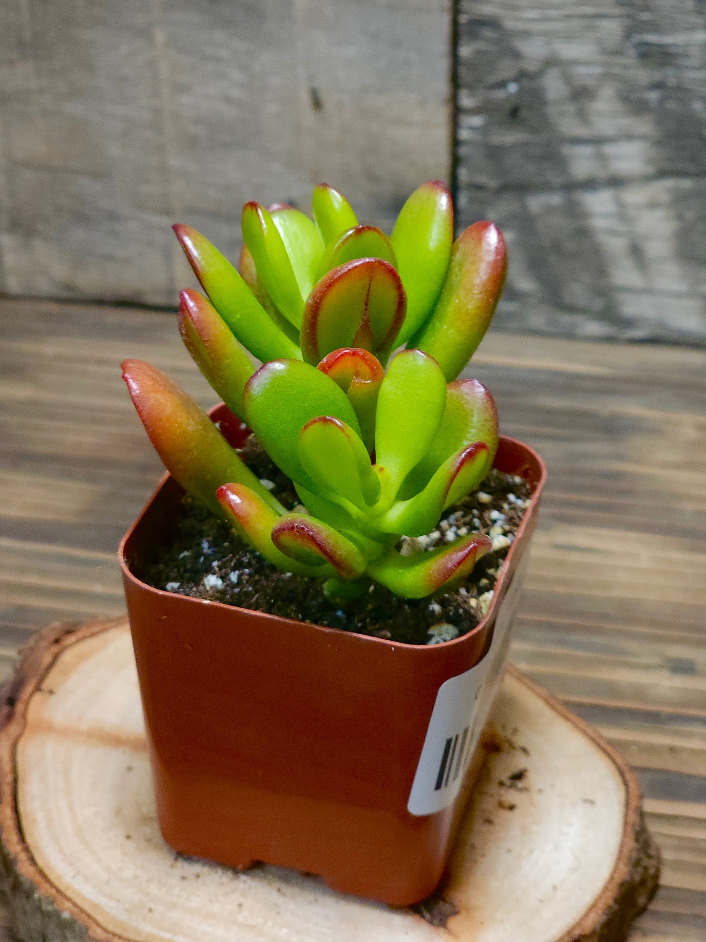Crassula ovata - Hobbit