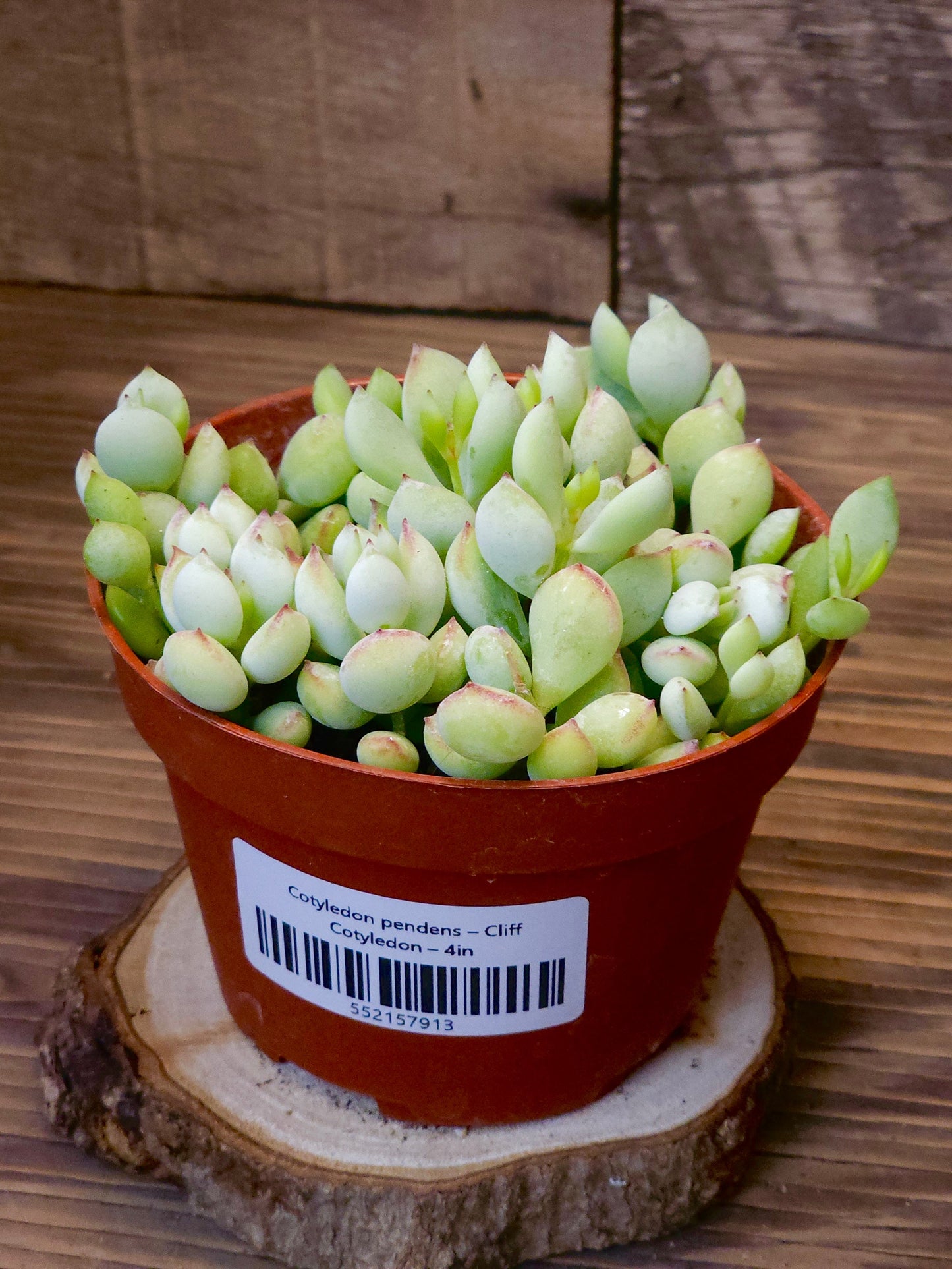 Cotyledon pendens – Cliff Cotyledon – 4in