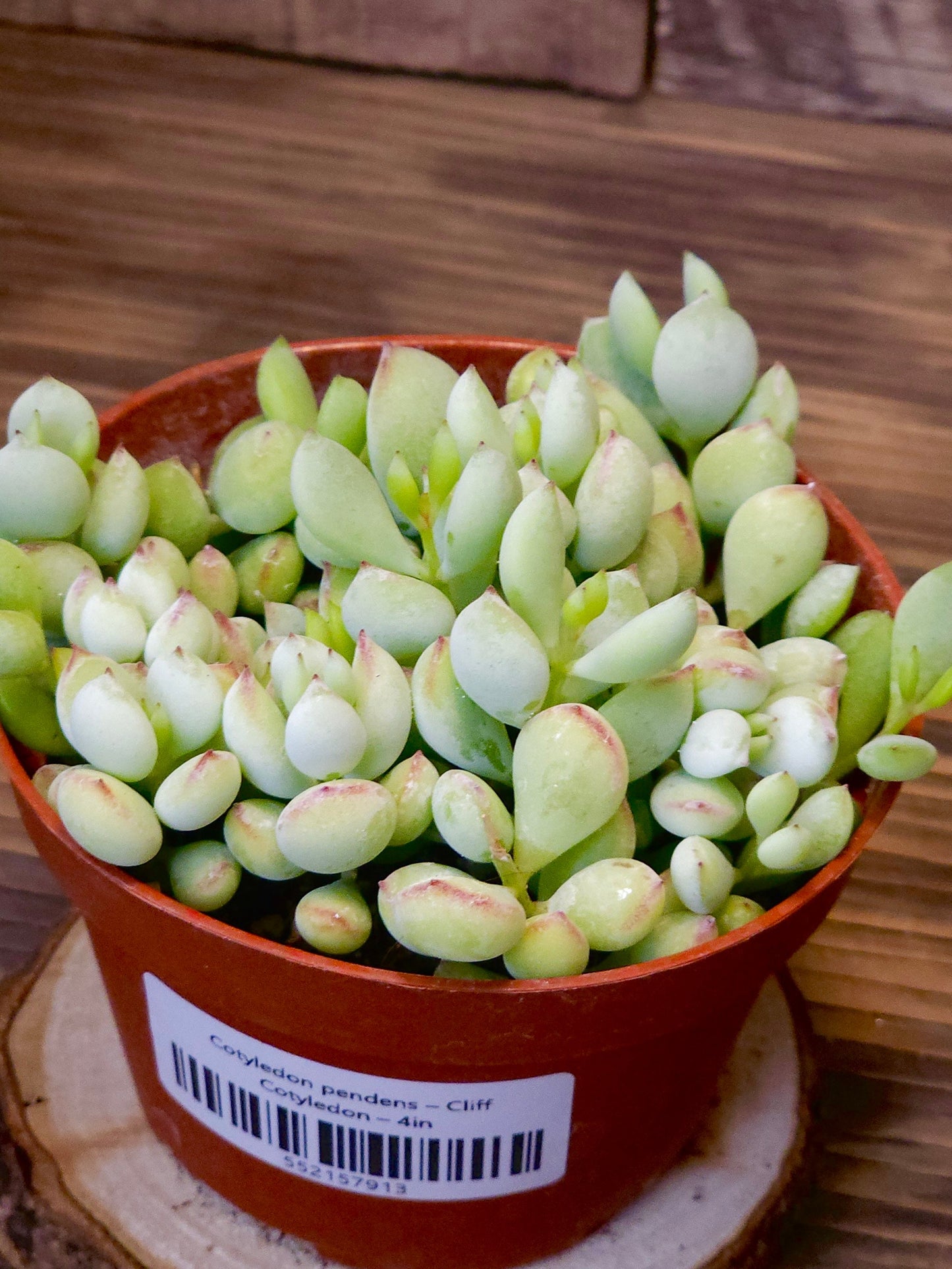 Cotyledon pendens – Cliff Cotyledon – 4in