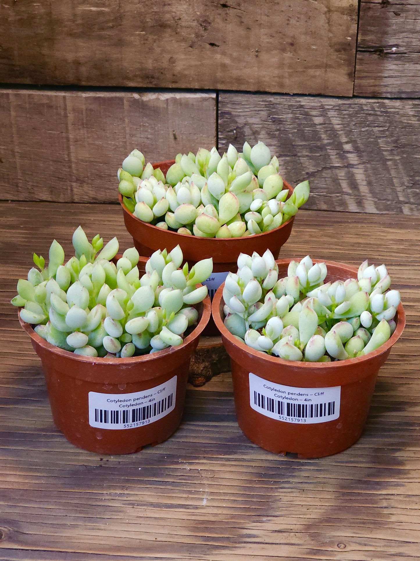 Cotyledon pendens – Cliff Cotyledon – 4in
