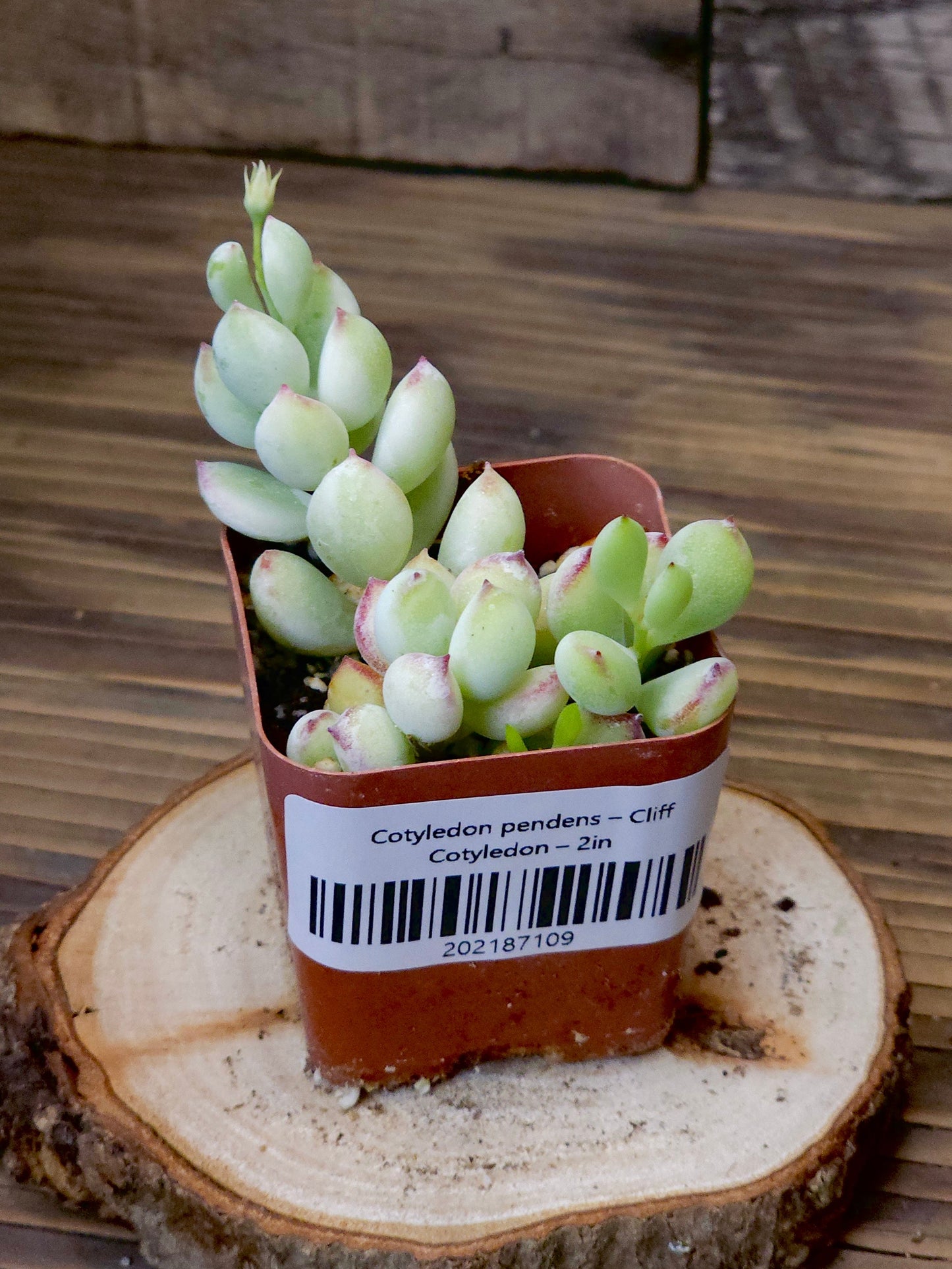 Cotyledon pendens – Cliff Cotyledon