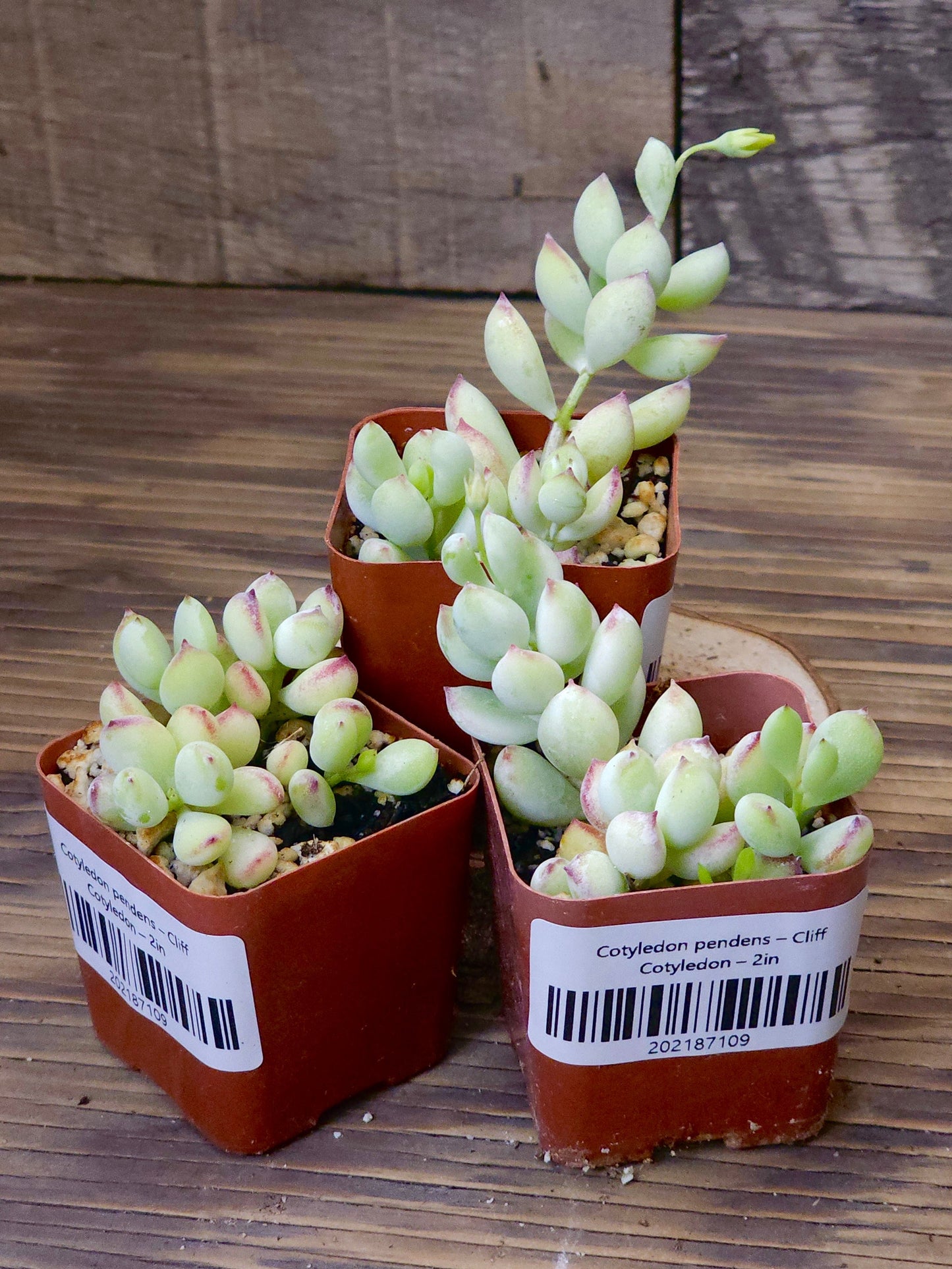 Cotyledon pendens – Cliff Cotyledon