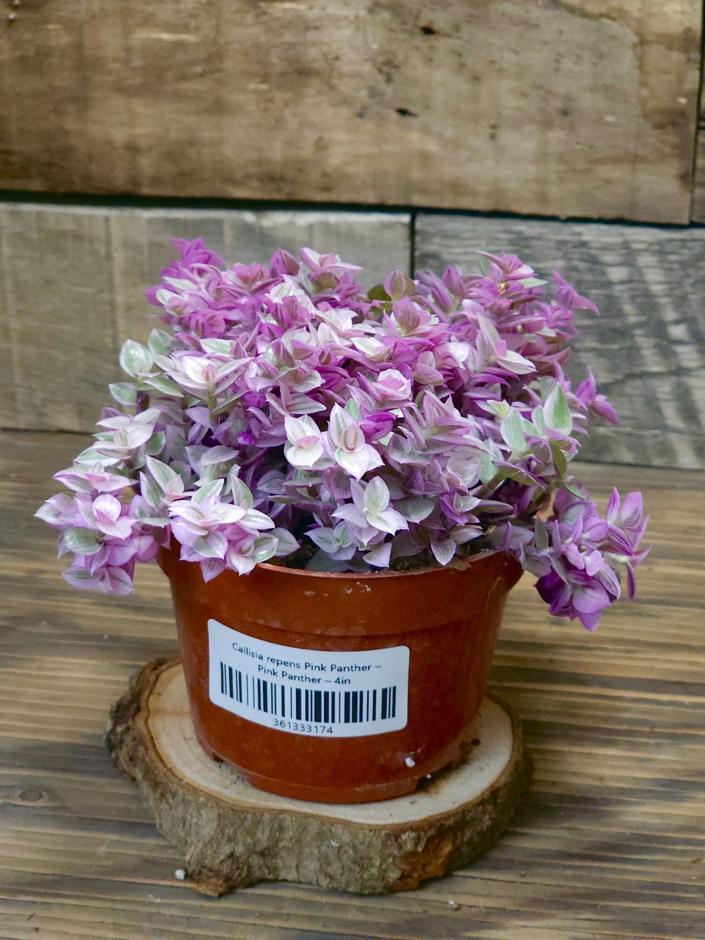 Callisia repens 'Pink Panther' – Pink Panther 4in