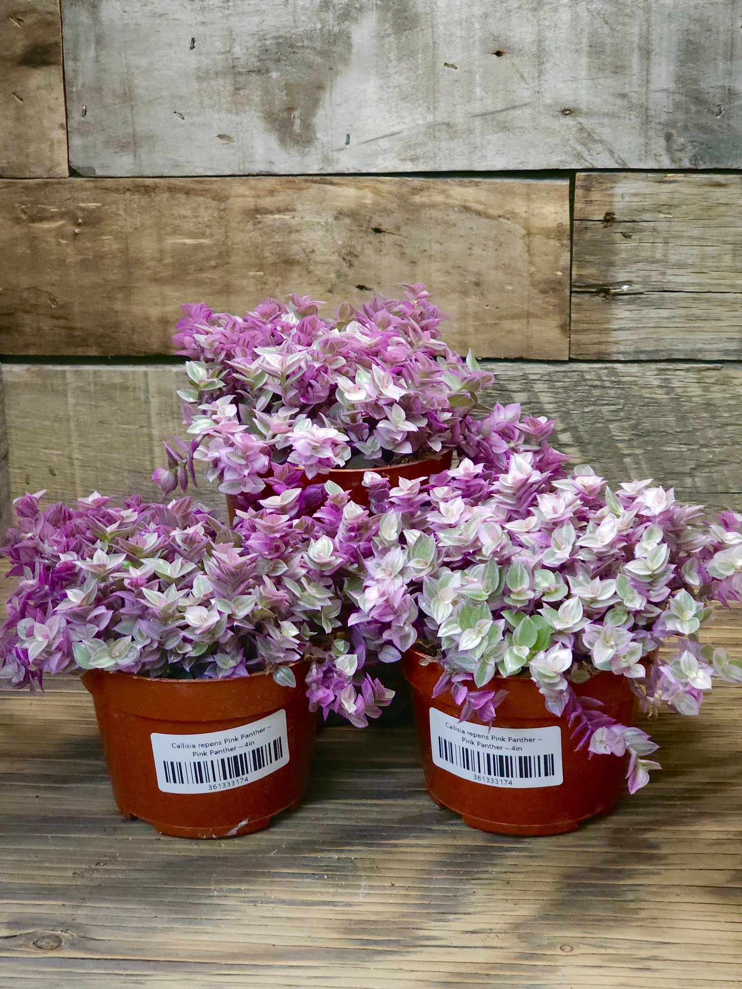 Callisia repens 'Pink Panther' – Pink Panther 4in