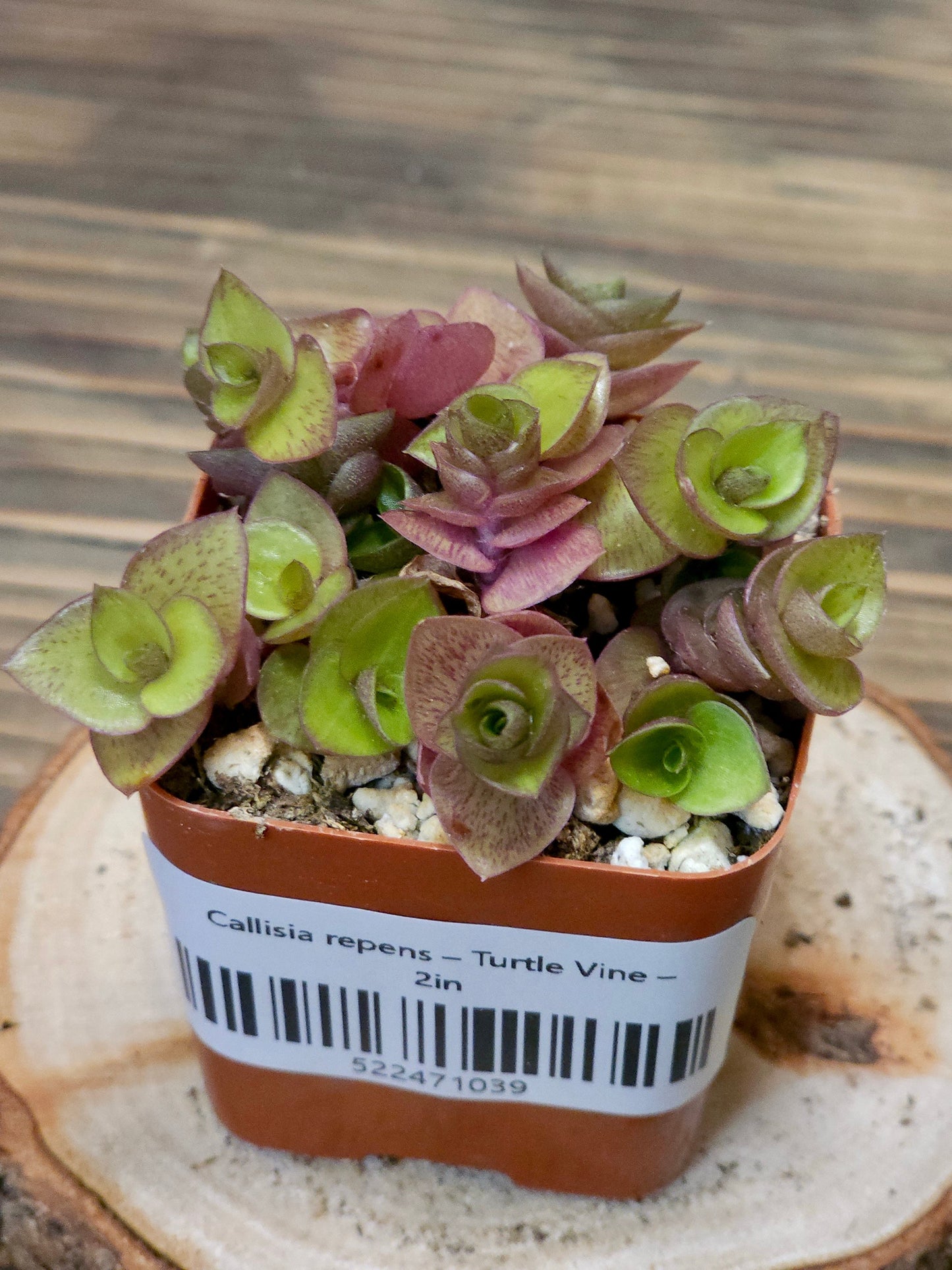 Callisia repens – Turtle Vine – 2in