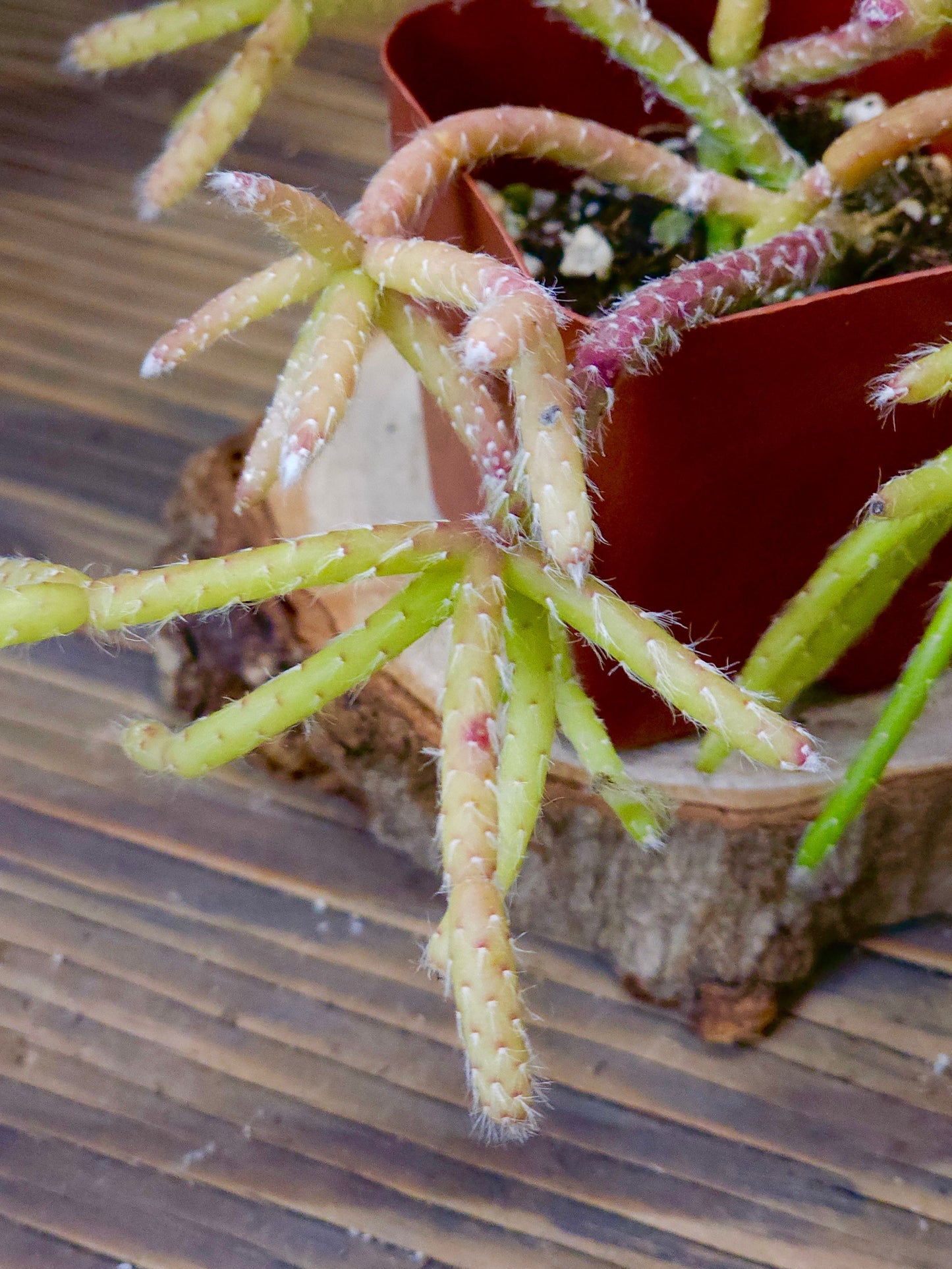 Rhipsalis baccifera 'Variegata' – Variegated Mistletoe Cactus – 2in