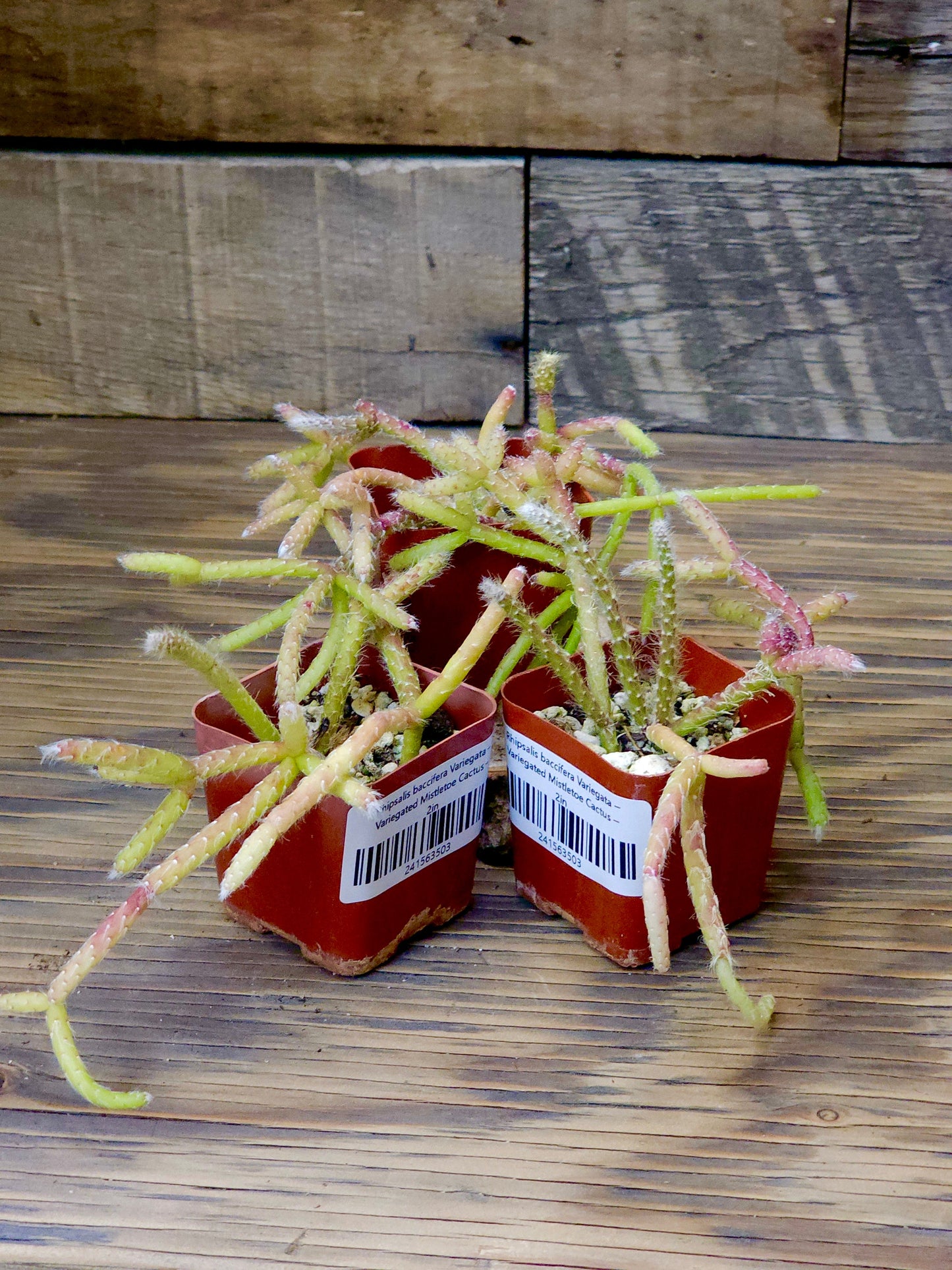 Rhipsalis baccifera 'Variegata' – Variegated Mistletoe Cactus – 2in