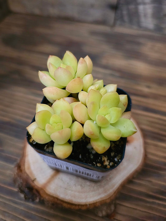 Sedum nussbaumerianum – Golden Glow Sedum – 2in