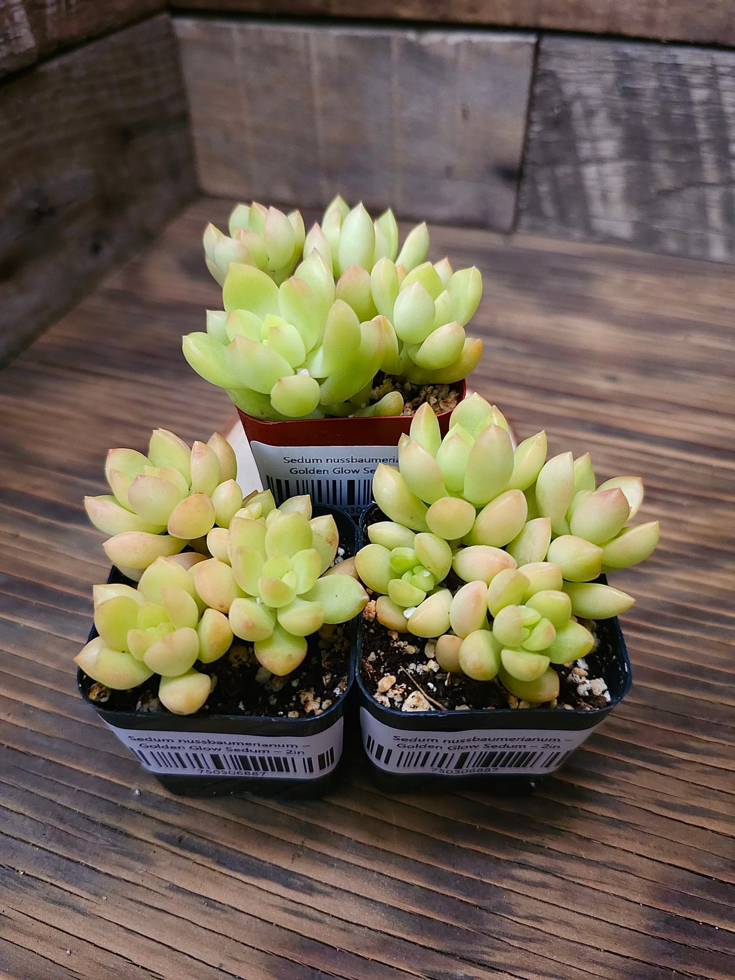 Sedum nussbaumerianum – Golden Glow Sedum – 2in