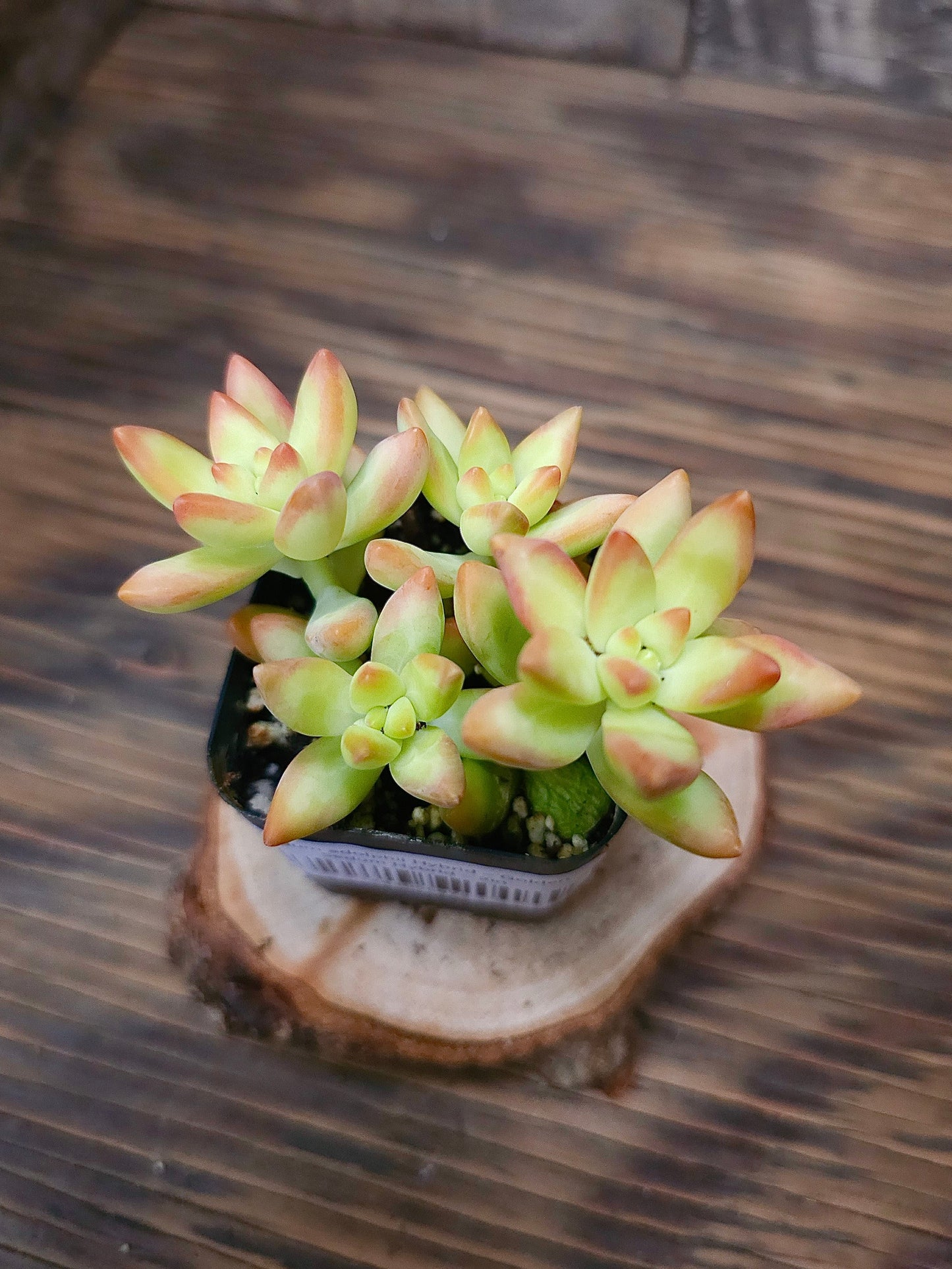 Sedum adolphii Hybrid – Golden Sedum Hybrid – 2in