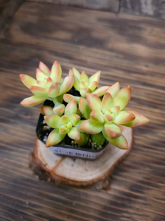 Sedum adolphii Hybrid – Golden Sedum Hybrid – 2in