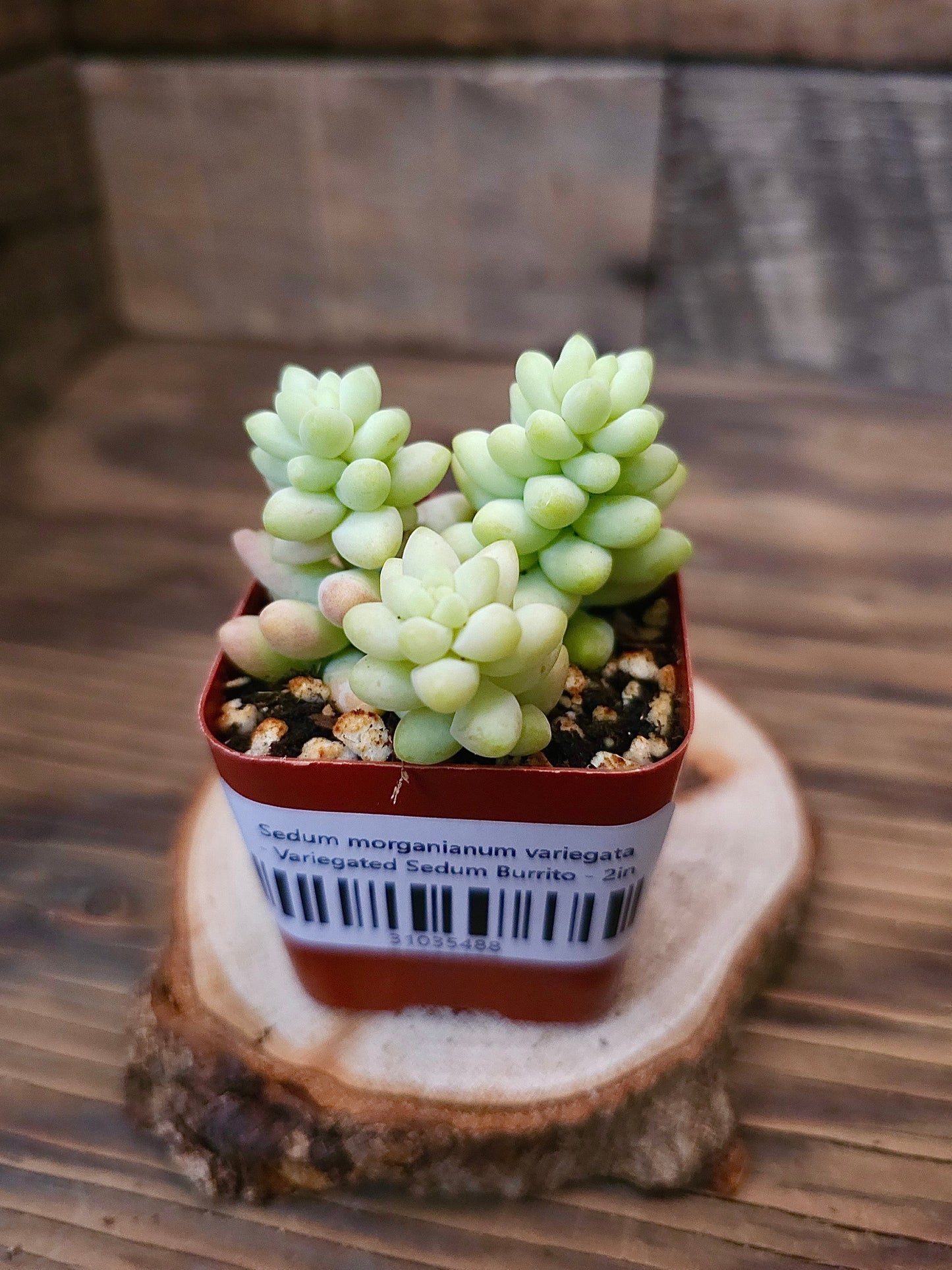 Sedum morganianum variegata - Variegated Sedum Burrito - 2in