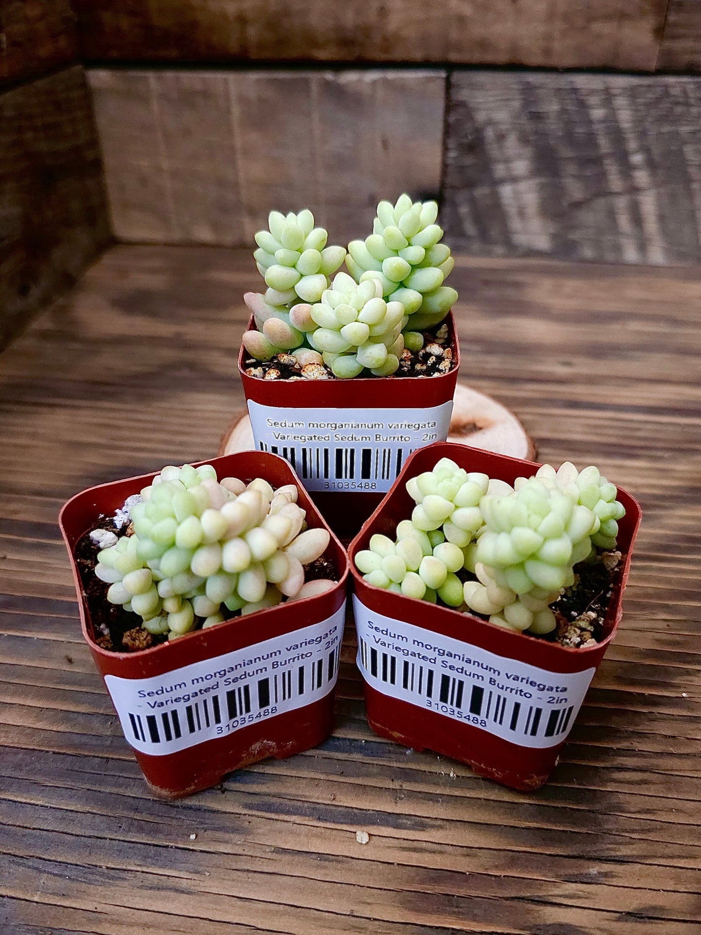 Sedum morganianum variegata - Variegated Sedum Burrito - 2in
