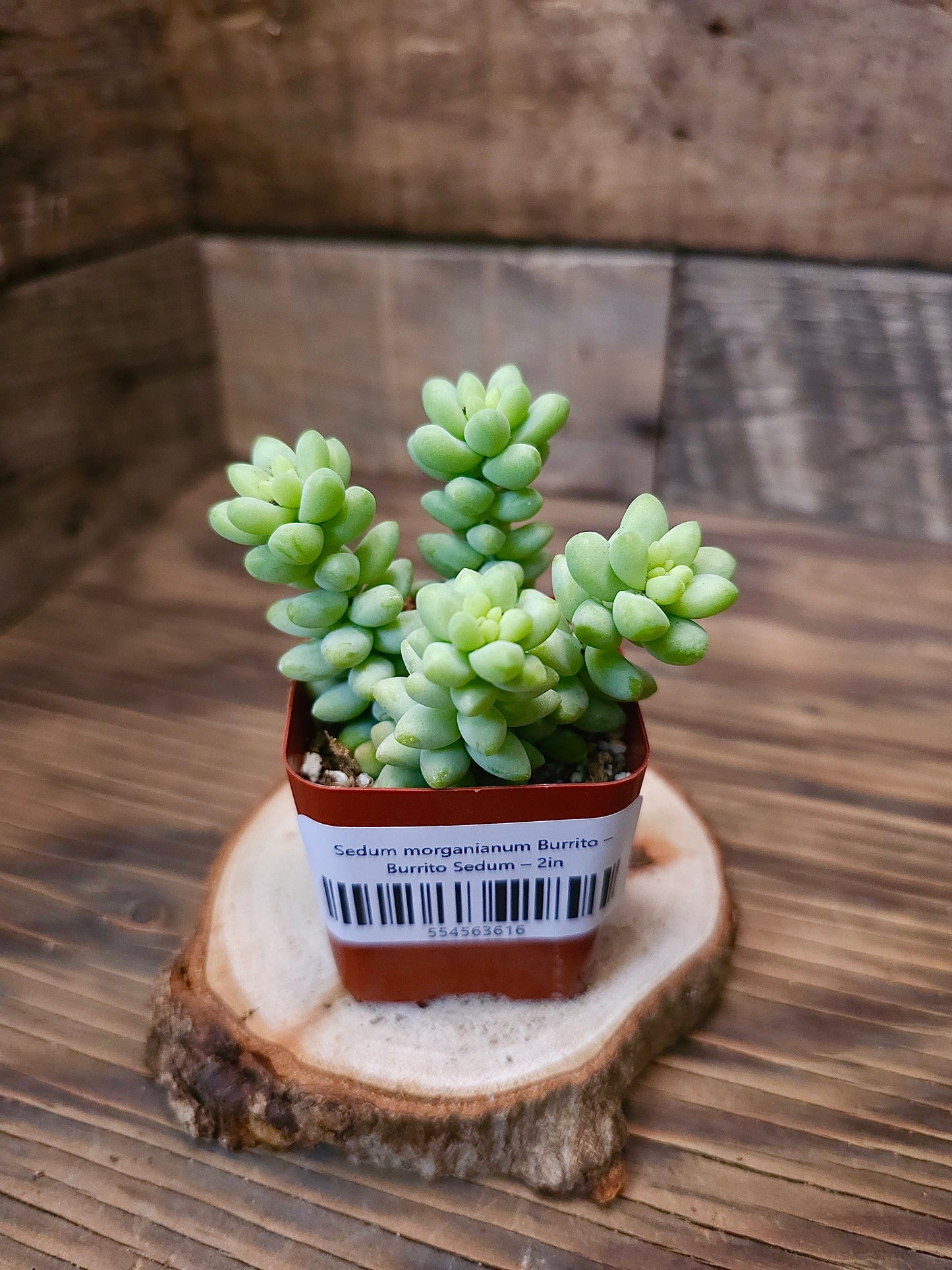 Sedum morganianum 'Burrito' – Burrito Sedum – 2in