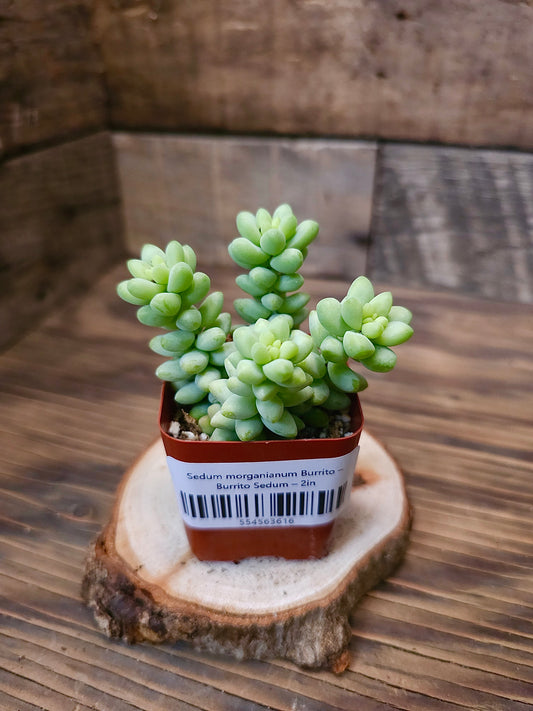 Sedum morganianum 'Burrito' – Burrito Sedum – 2in
