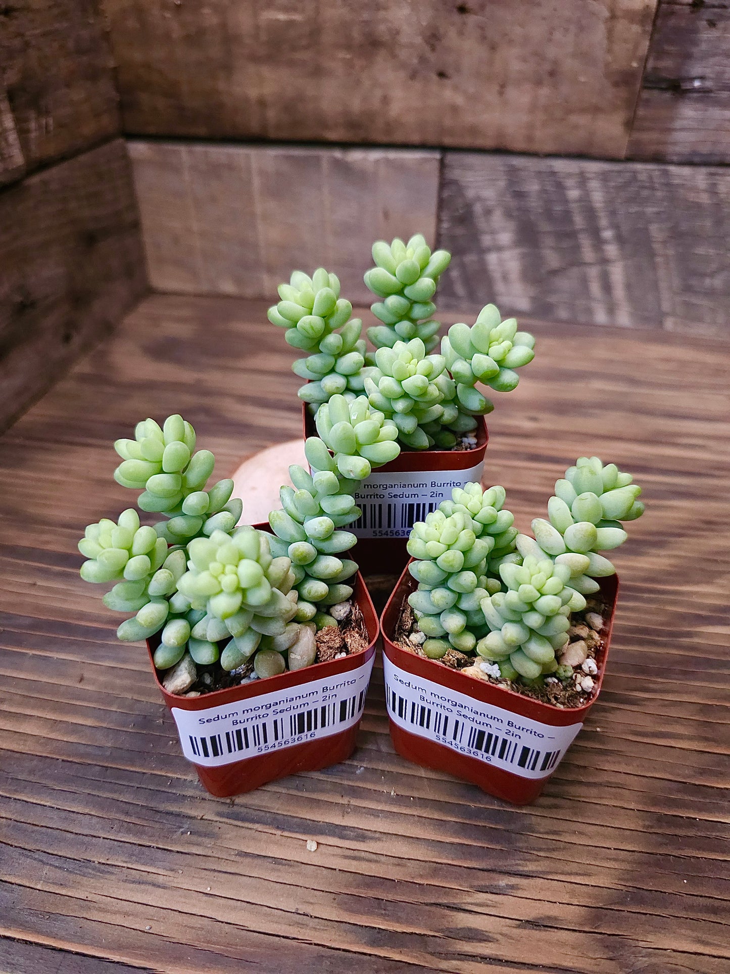 Sedum morganianum 'Burrito' – Burrito Sedum – 2in