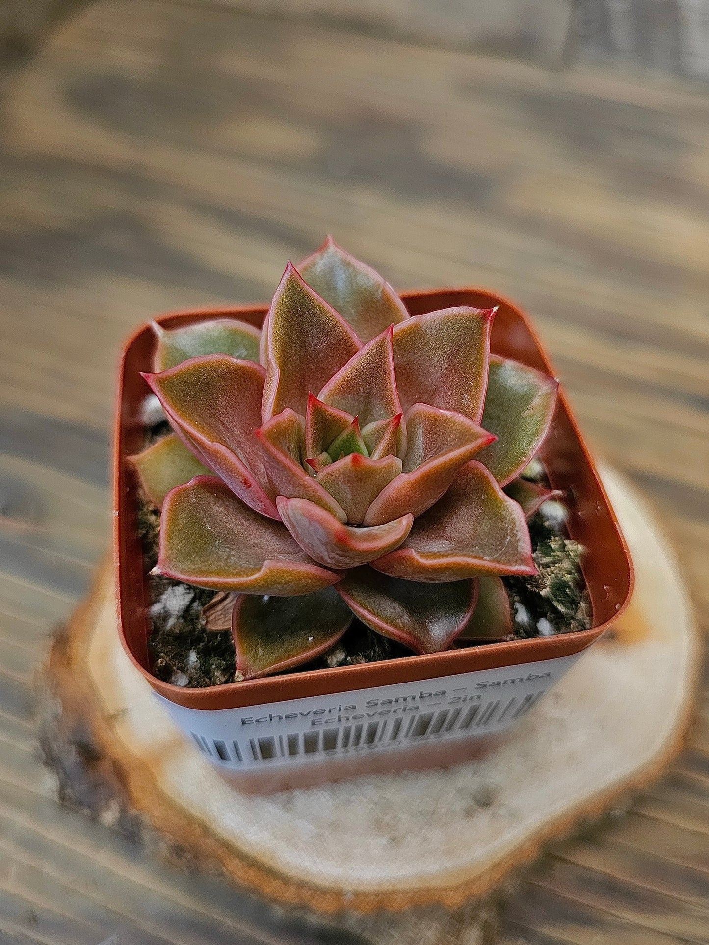 Echeveria 'Samba' – Samba Echeveria – 2in