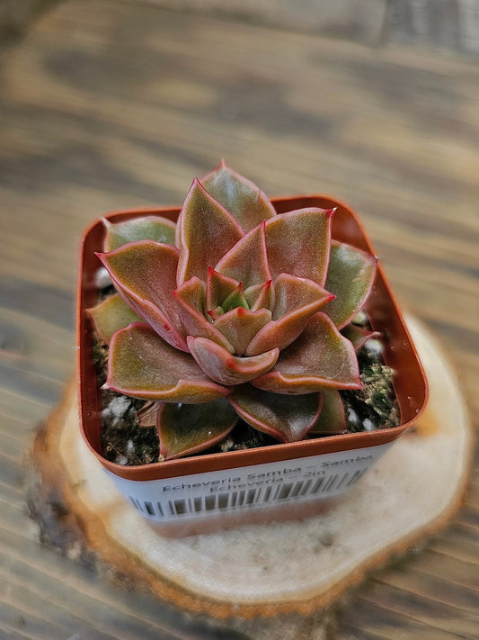 Echeveria 'Samba' – Samba Echeveria – 2in