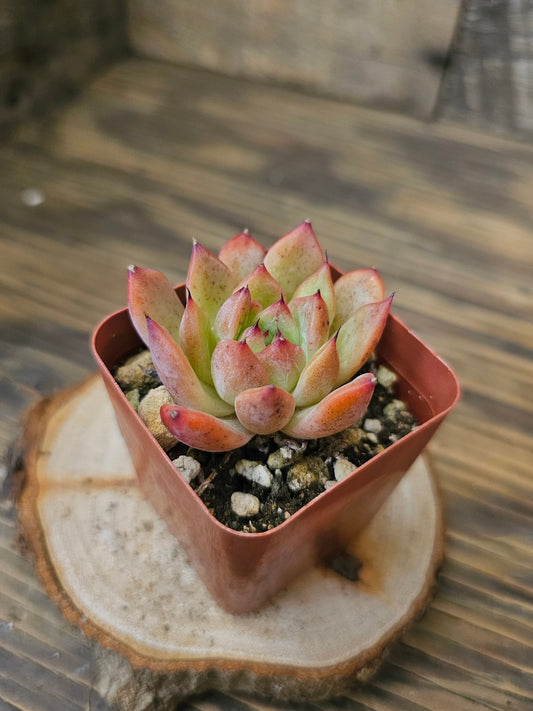 Echeveria agavoides 'Frank Reinelt' – Frank Reinelt Echeveria – 2in