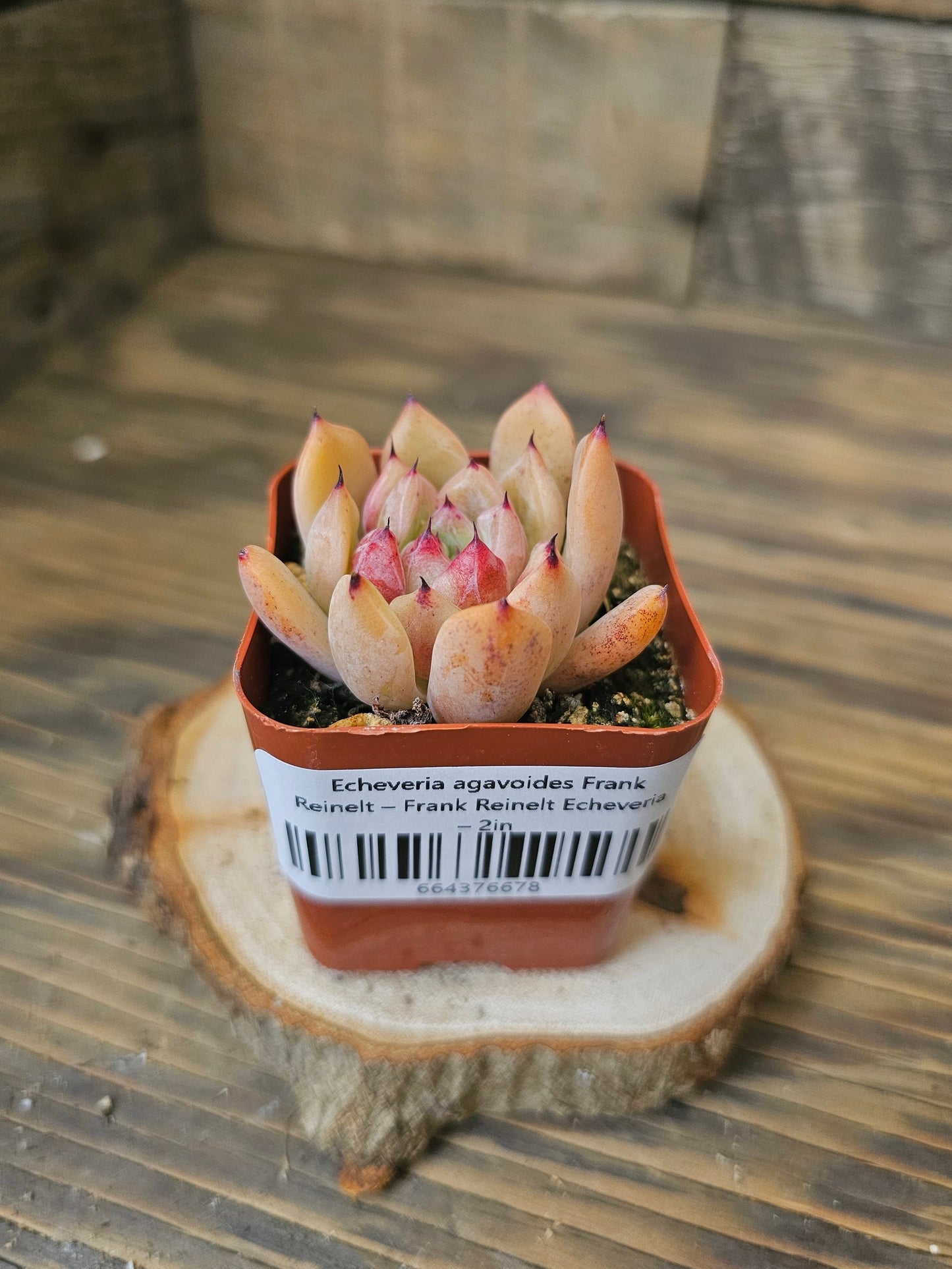 Echeveria agavoides 'Frank Reinelt' – Frank Reinelt Echeveria – 2in