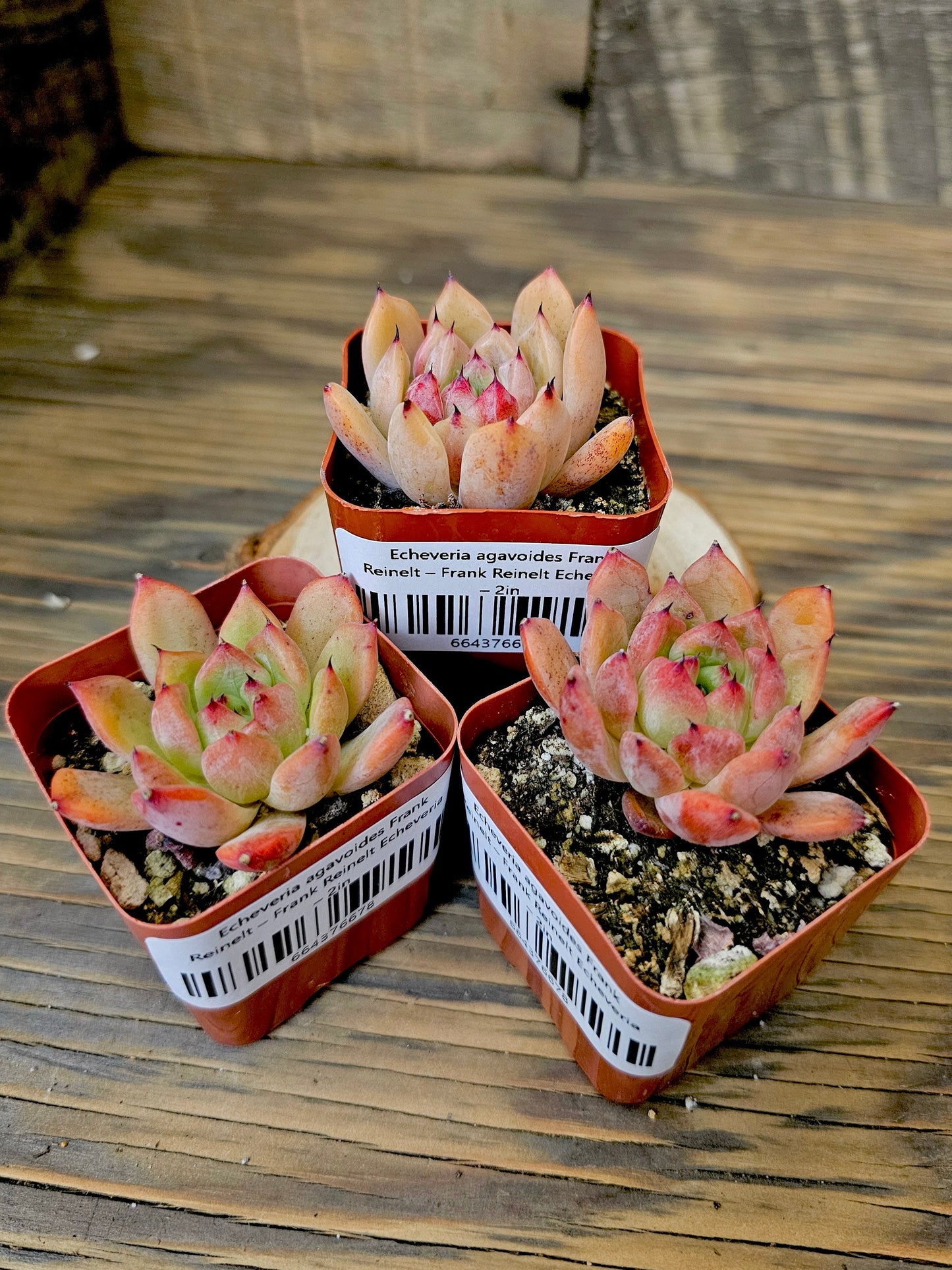 Echeveria agavoides 'Frank Reinelt' – Frank Reinelt Echeveria – 2in