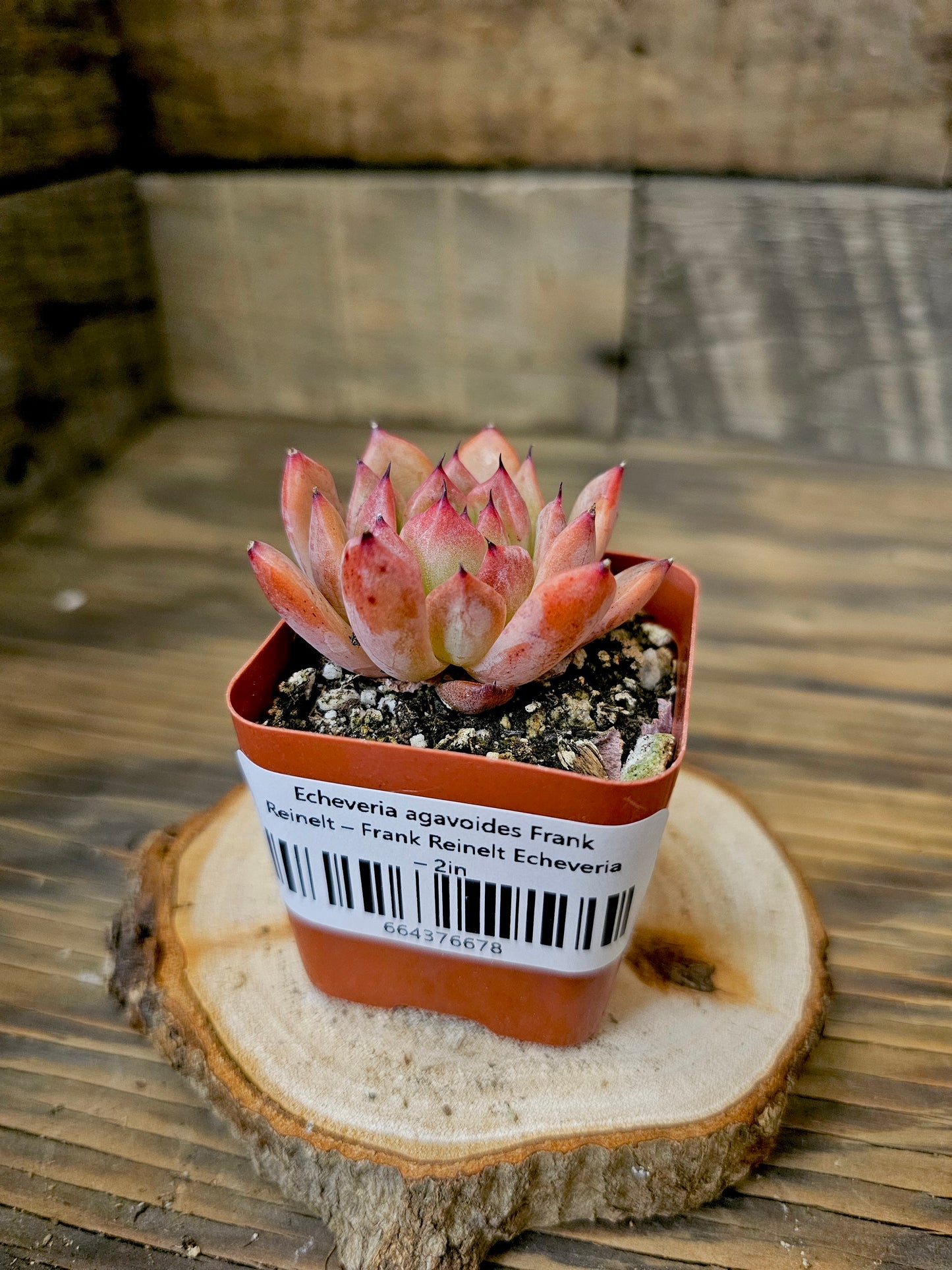 Echeveria agavoides 'Frank Reinelt' – Frank Reinelt Echeveria – 2in