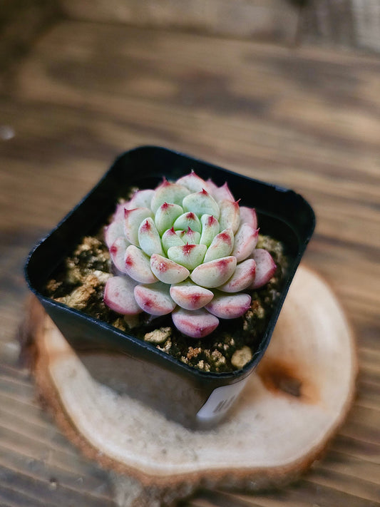 Echeveria 'Blue Minima' – Blue Minima Echeveria – 2in