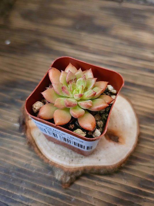 Echeveria 'McCall' – McCall Echeveria – 2in