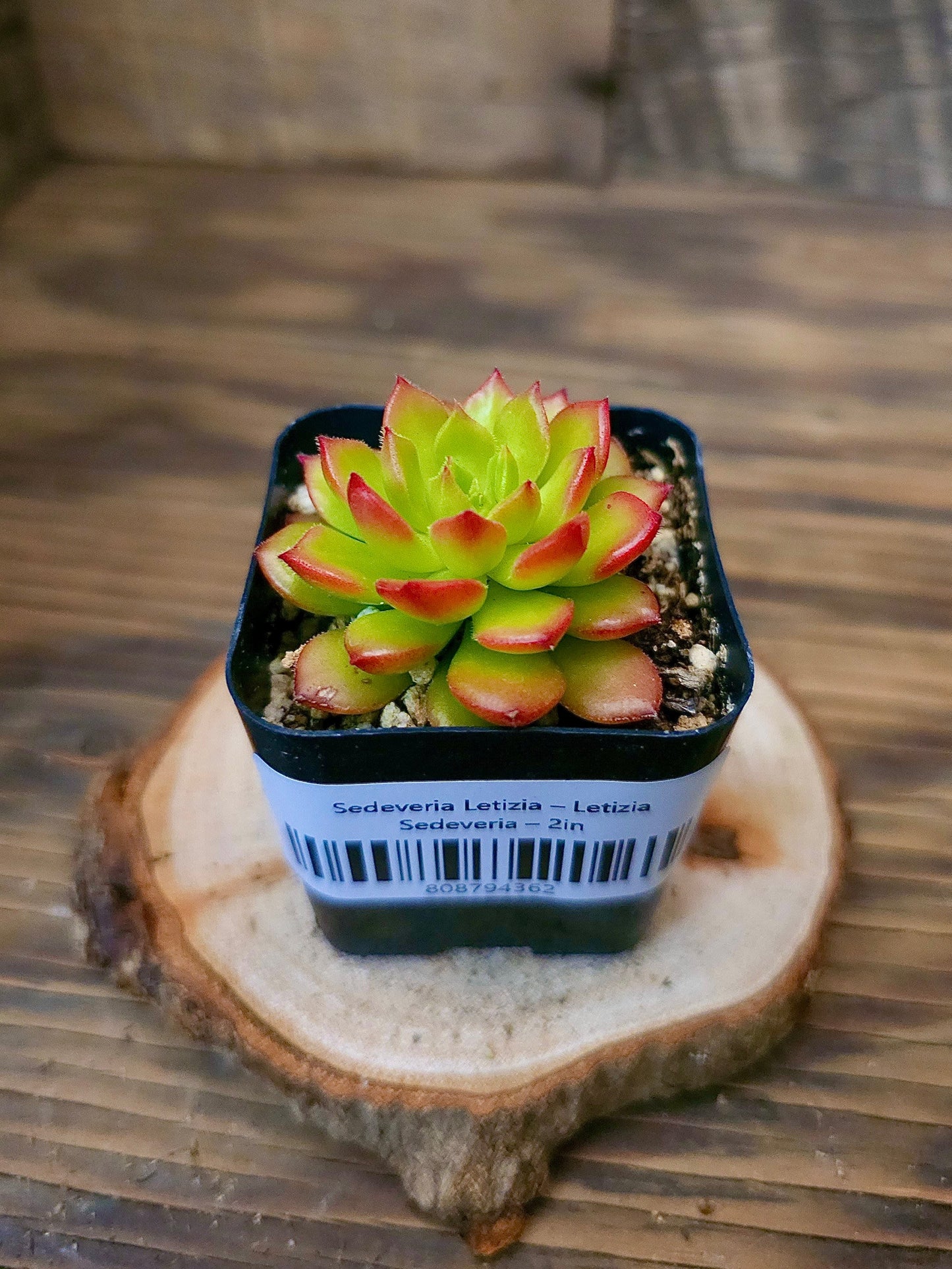 Sedeveria 'Letizia' – Letizia Sedeveria – 2in