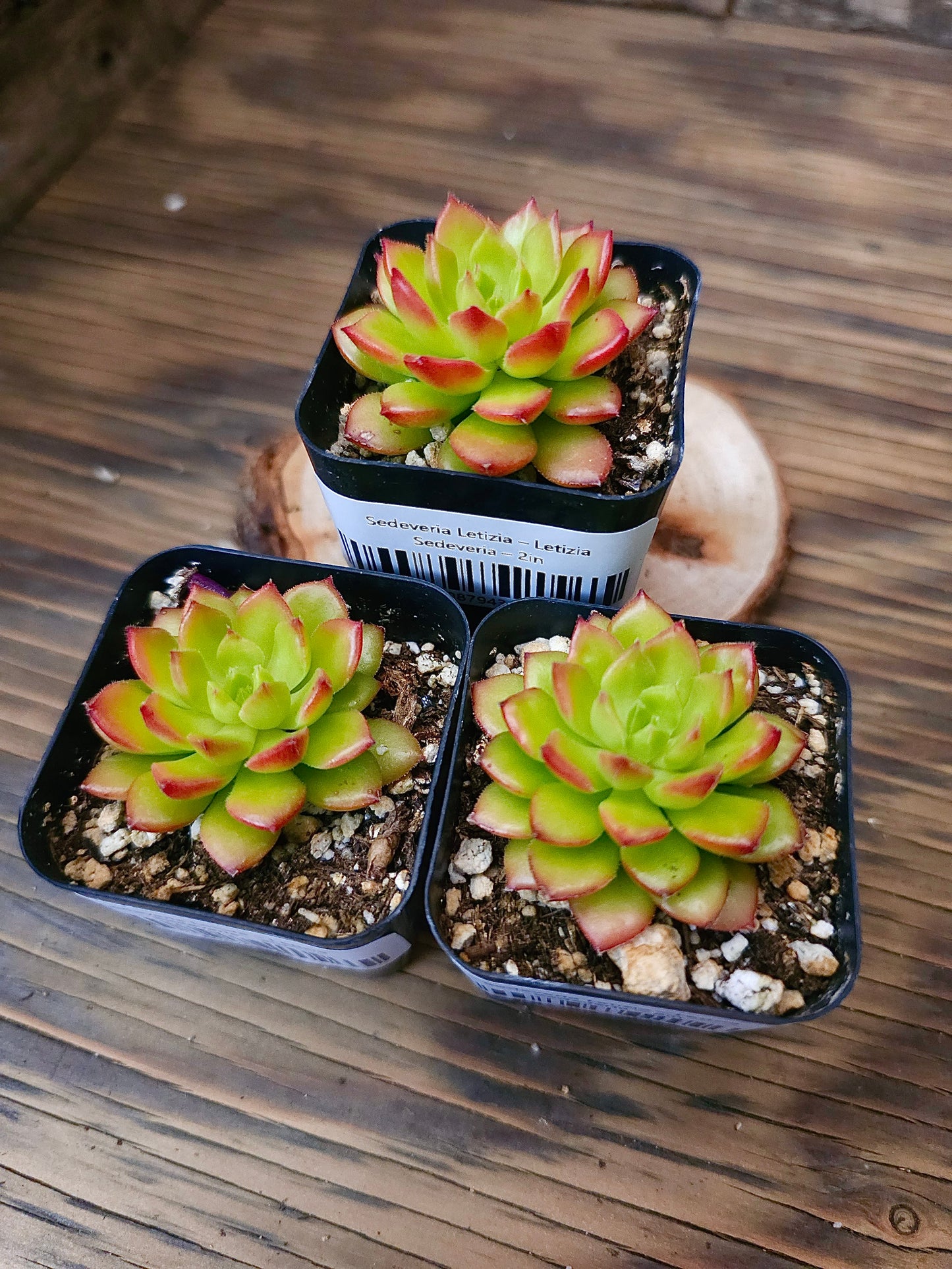 Sedeveria 'Letizia' – Letizia Sedeveria – 2in