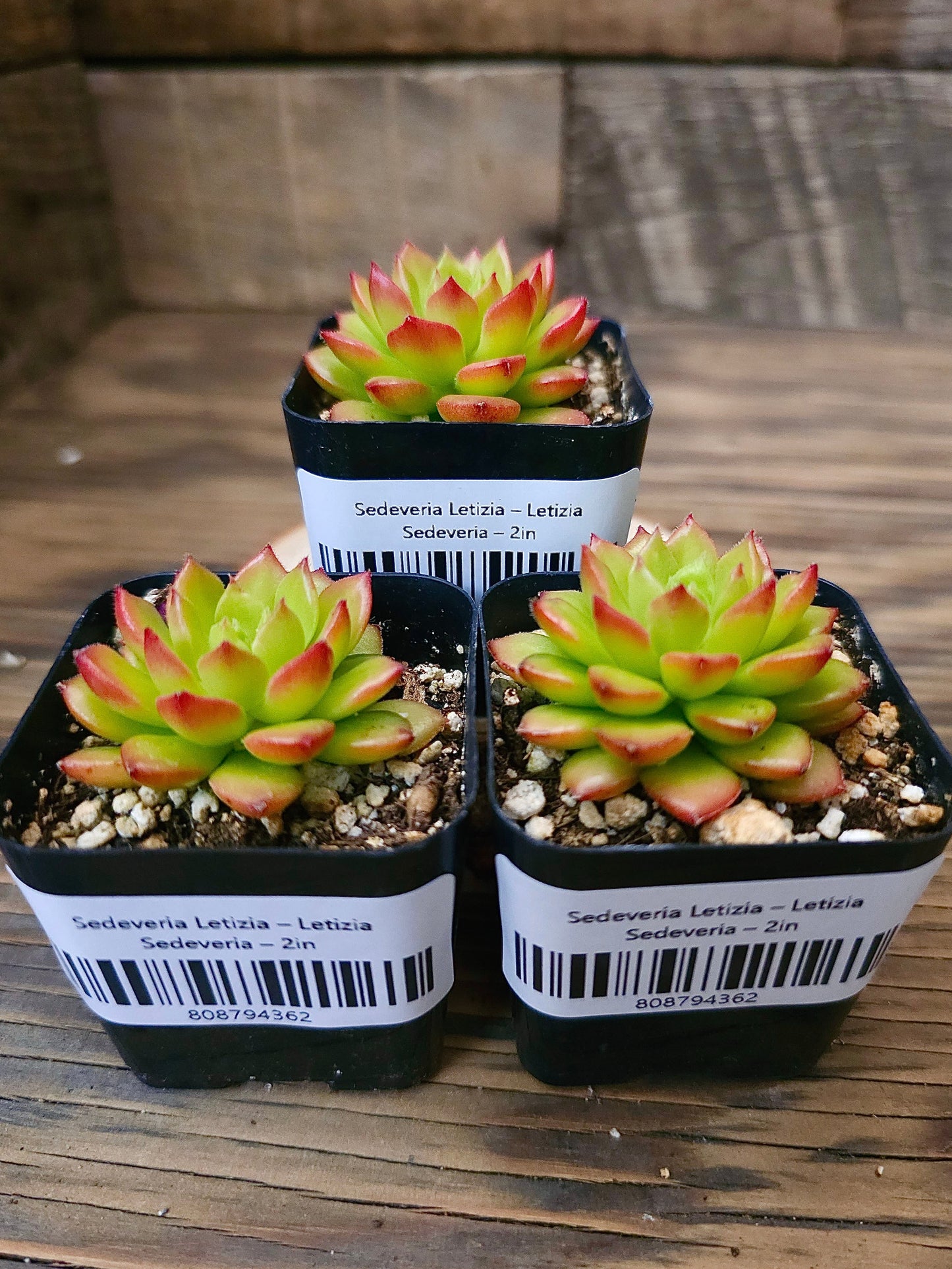 Sedeveria 'Letizia' – Letizia Sedeveria – 2in