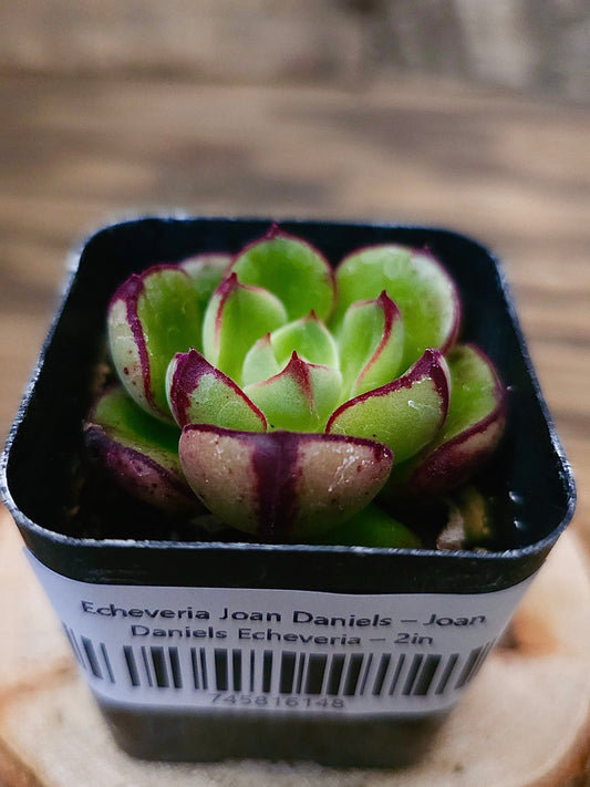 Echeveria 'Joan Daniels' – Joan Daniels Echeveria – 2in