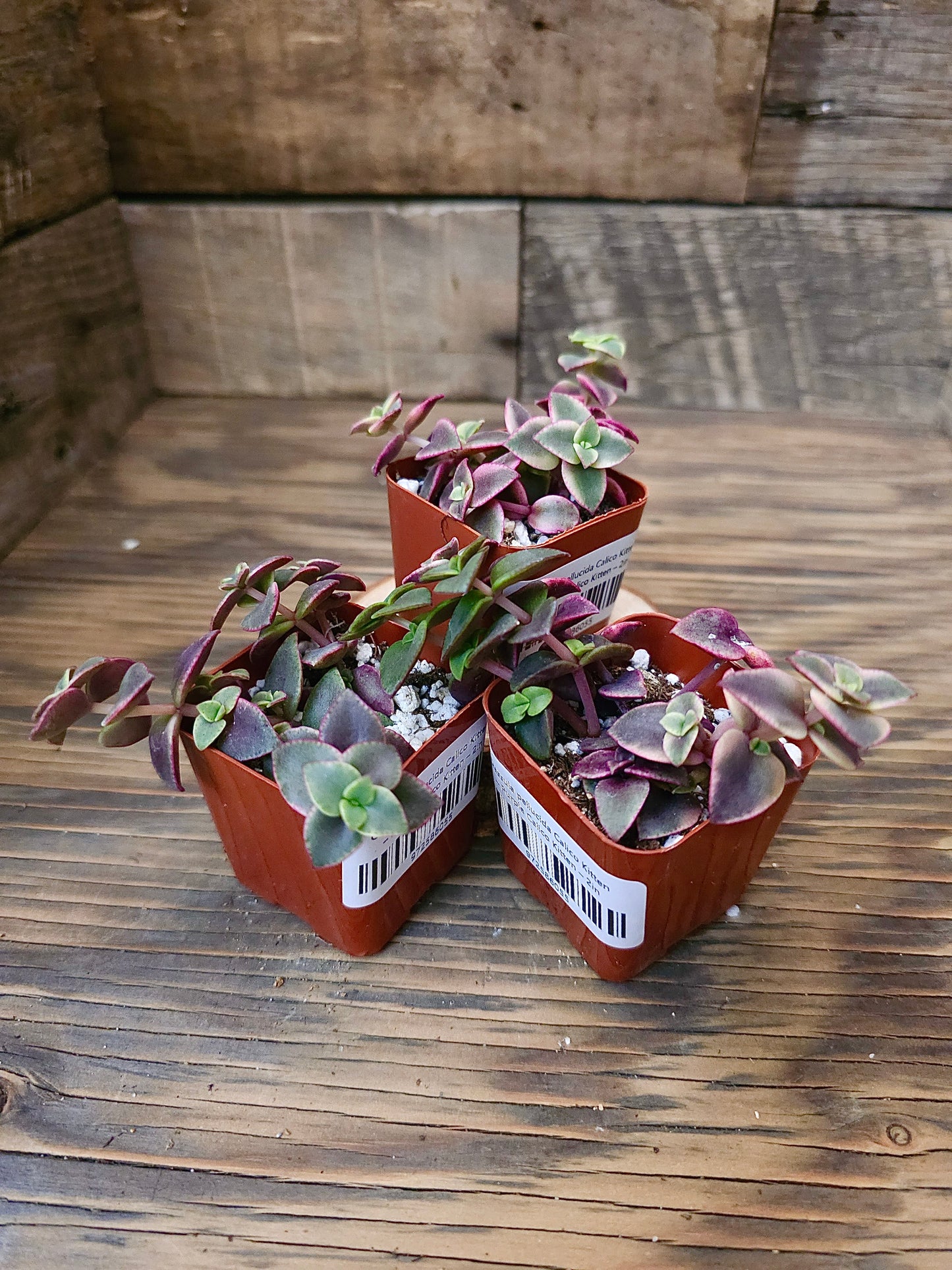 Crassula pellucida 'Calico Kitten' – Purple Calico Kitten – 2in
