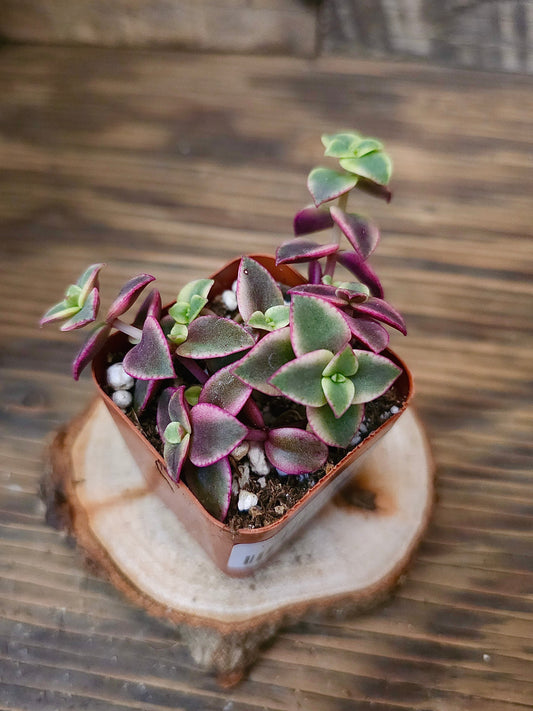 Crassula pellucida 'Calico Kitten' – Purple Calico Kitten – 2in