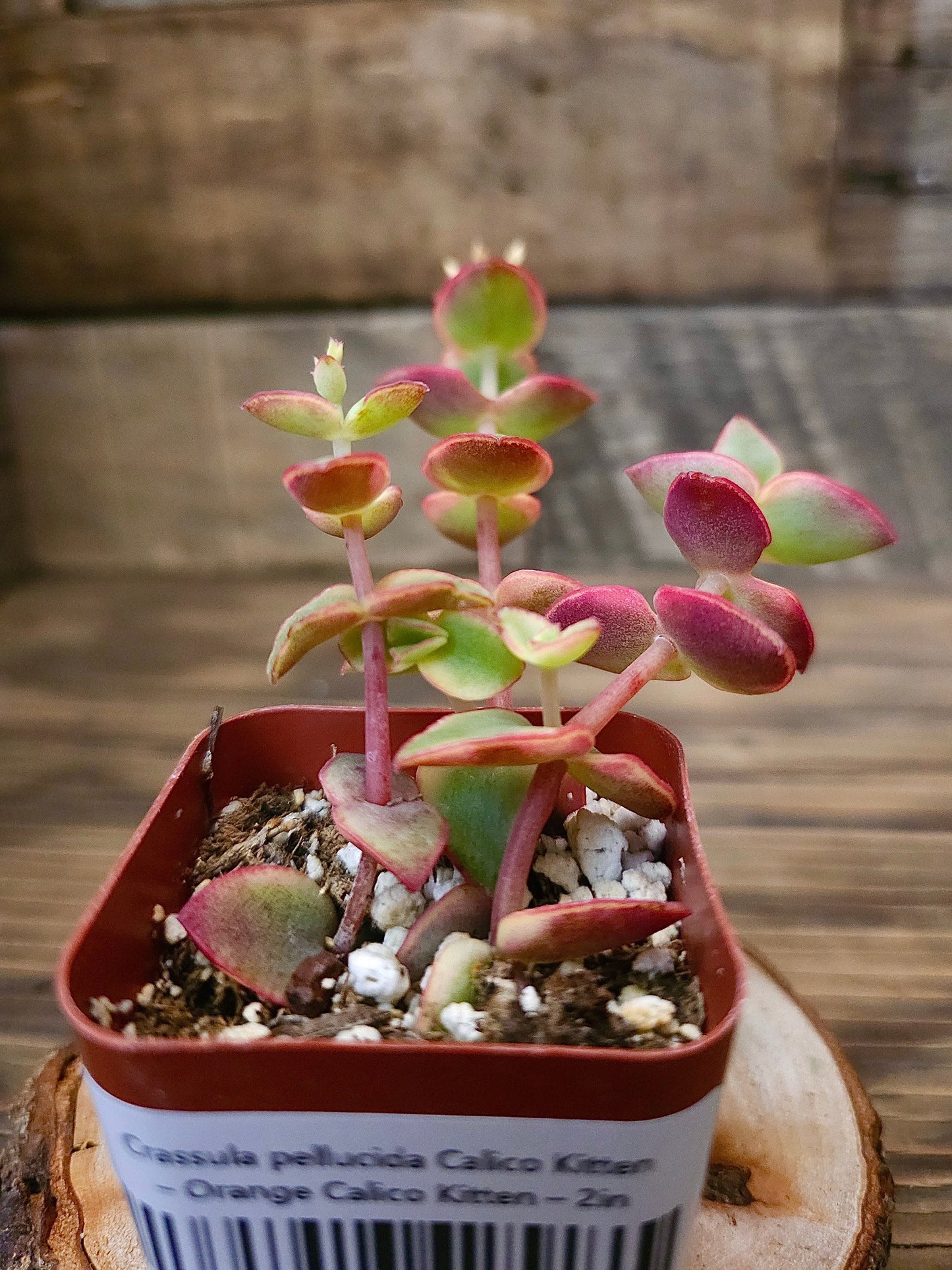 Crassula pellucida 'Calico Kitten' – Orange Calico Kitten – 2in