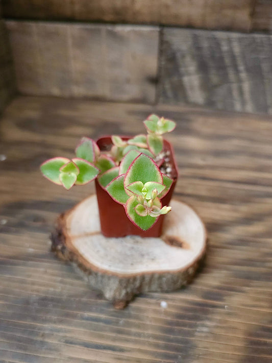 Crassula pellucida 'Calico Kitten' – Orange Calico Kitten – 2in