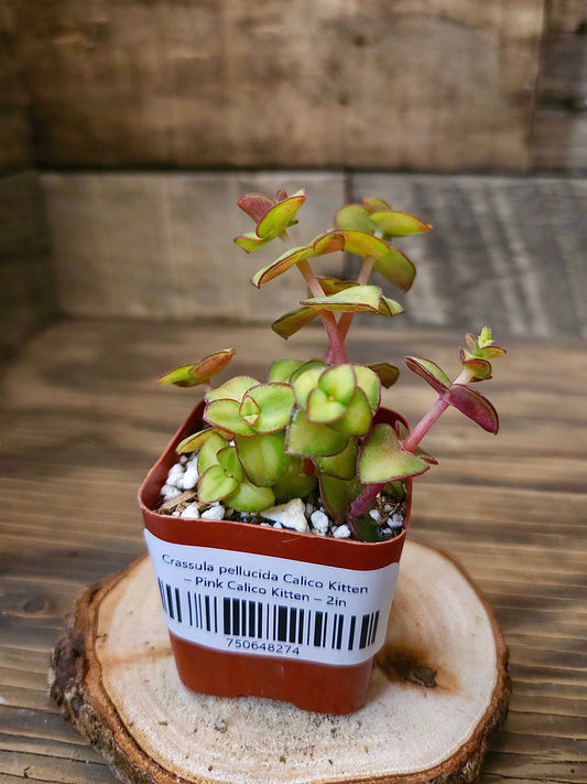 Crassula pellucida 'Calico Kitten' – Pink Calico Kitten – 2in