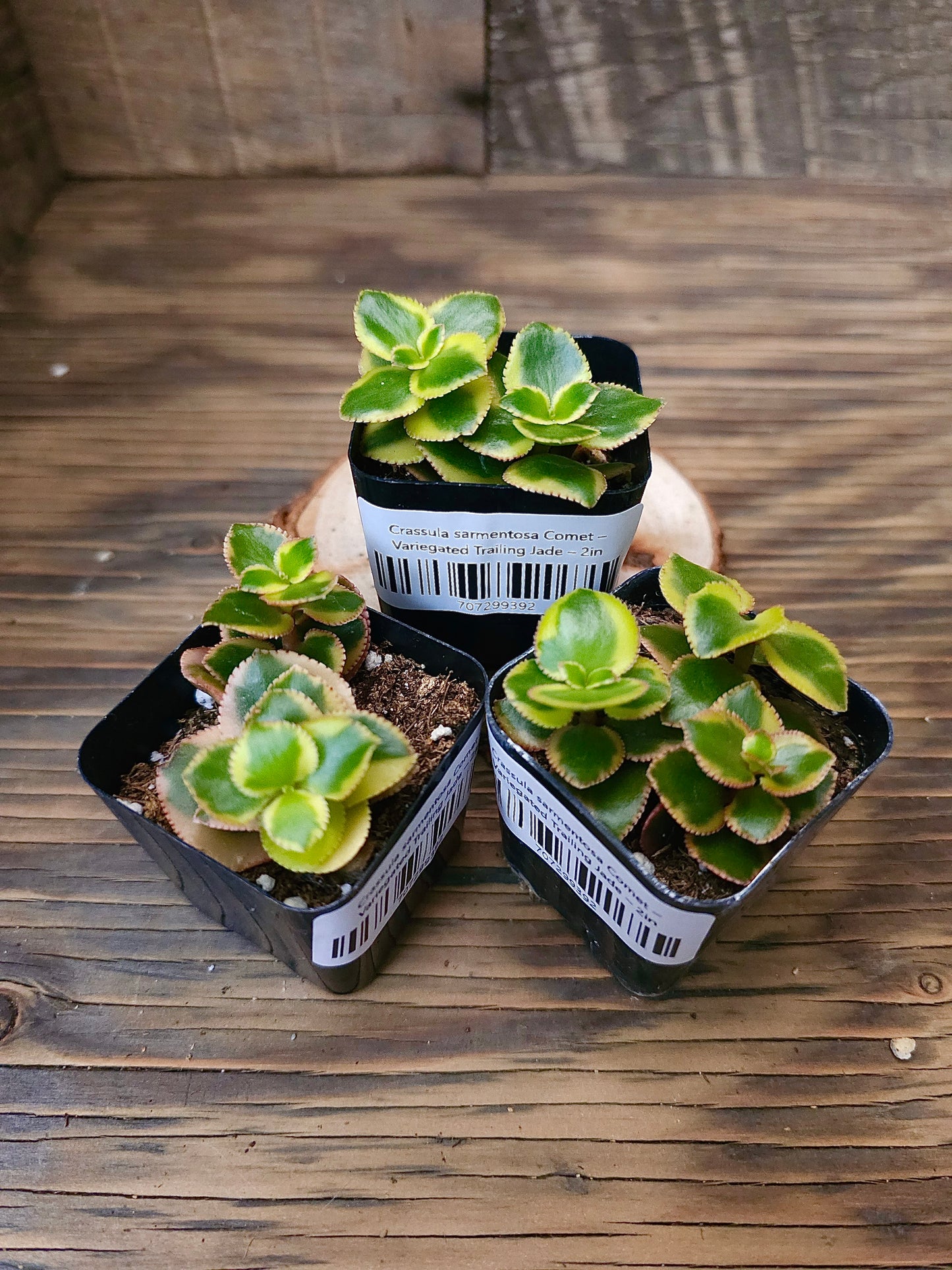 Crassula sarmentosa 'Comet' – Variegated Trailing Jade – 2in