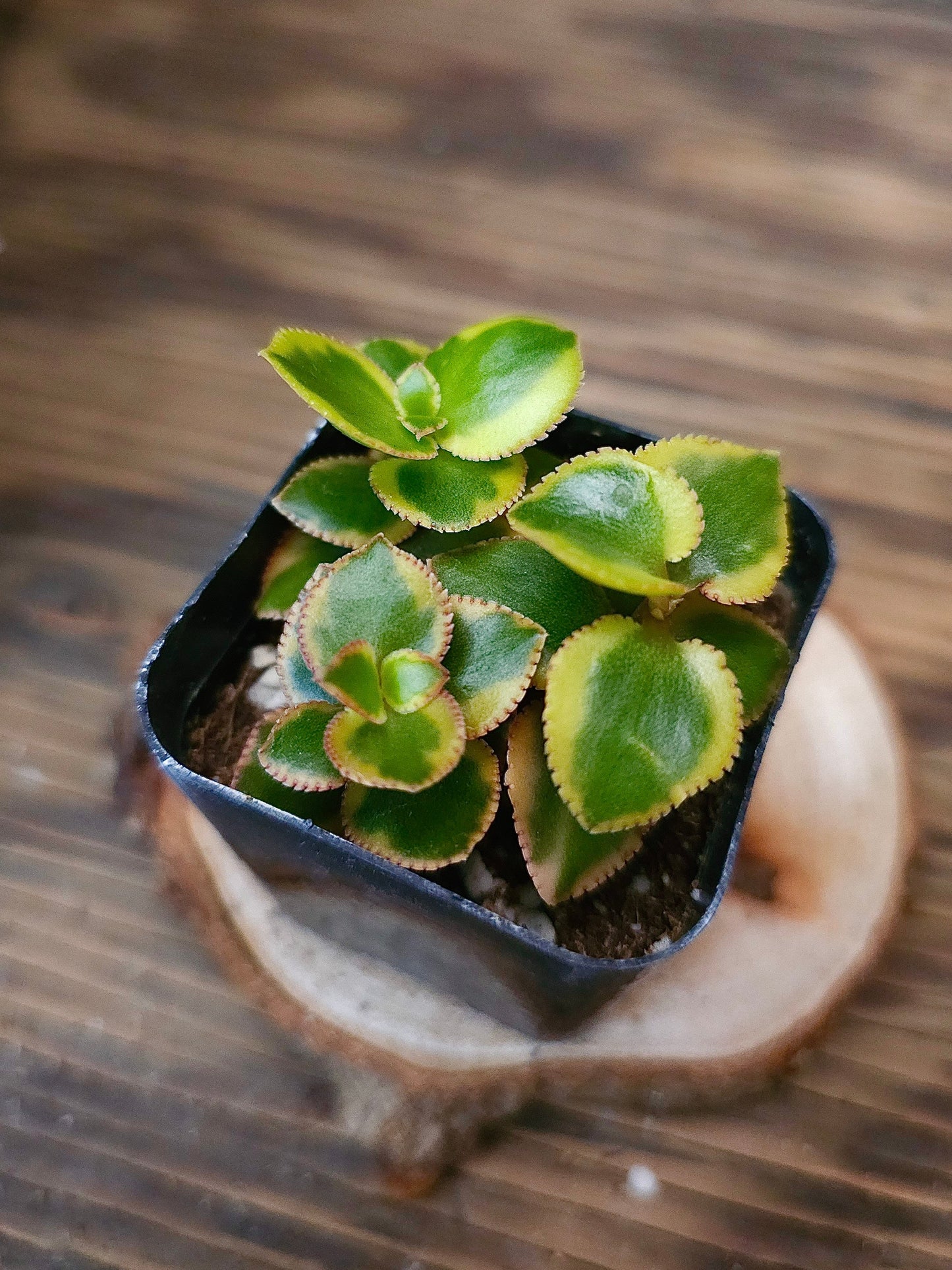Crassula sarmentosa 'Comet' – Variegated Trailing Jade – 2in