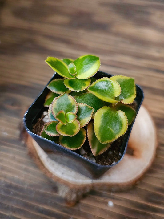 Crassula sarmentosa 'Comet' – Variegated Trailing Jade – 2in
