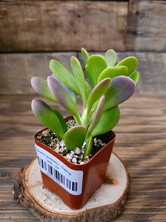 Senecio jacobsenii – Trailing Jade – 2in